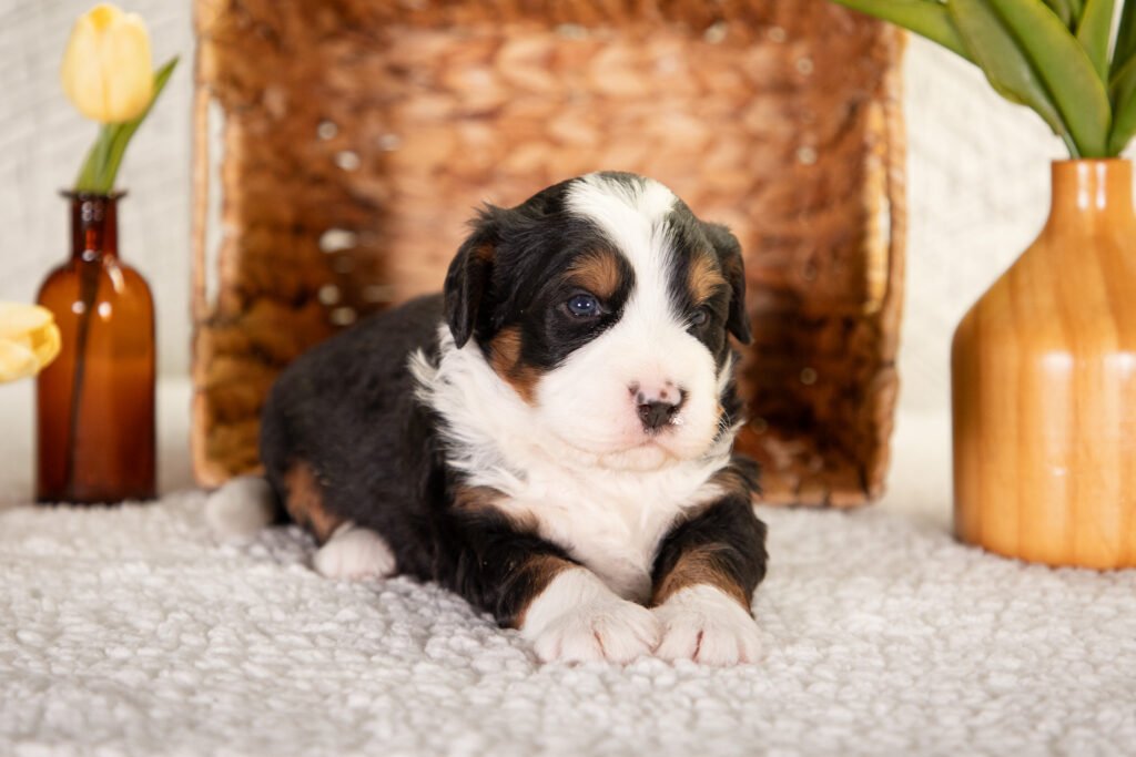 Male F1 Mini Bernedoodles Ann And Crimson 3
