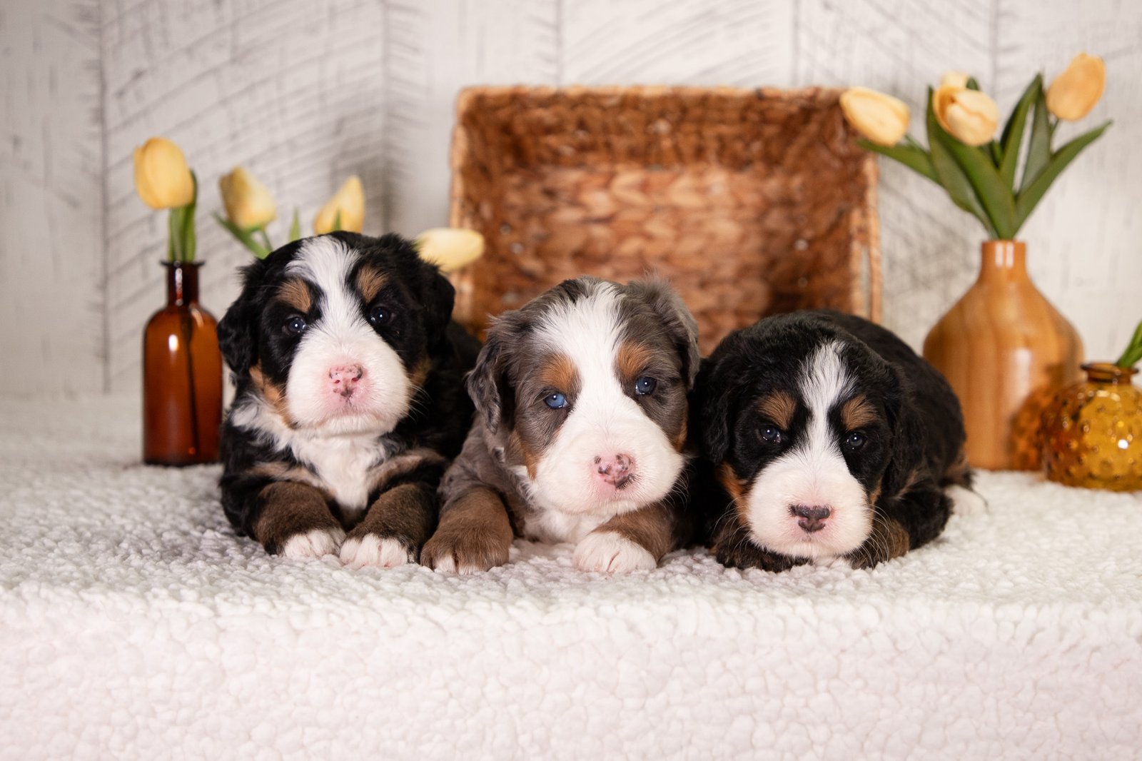 Females Ultra Bernedoodles Violet And Teddy 1