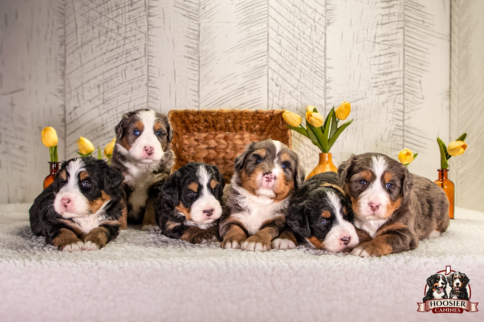 Hoosier Canines Bernedoodle Puppies 1 4 1