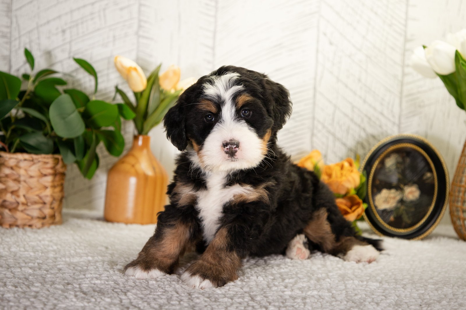 Ultra Bernedoodle Faith 1