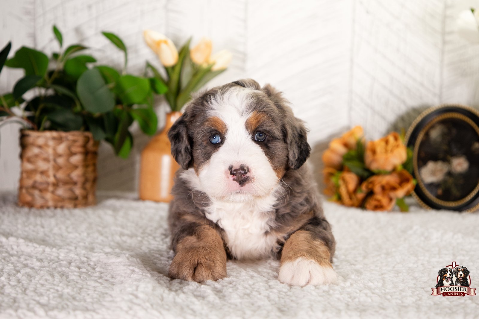 Ultra Bernedoodle Feebee 1 1