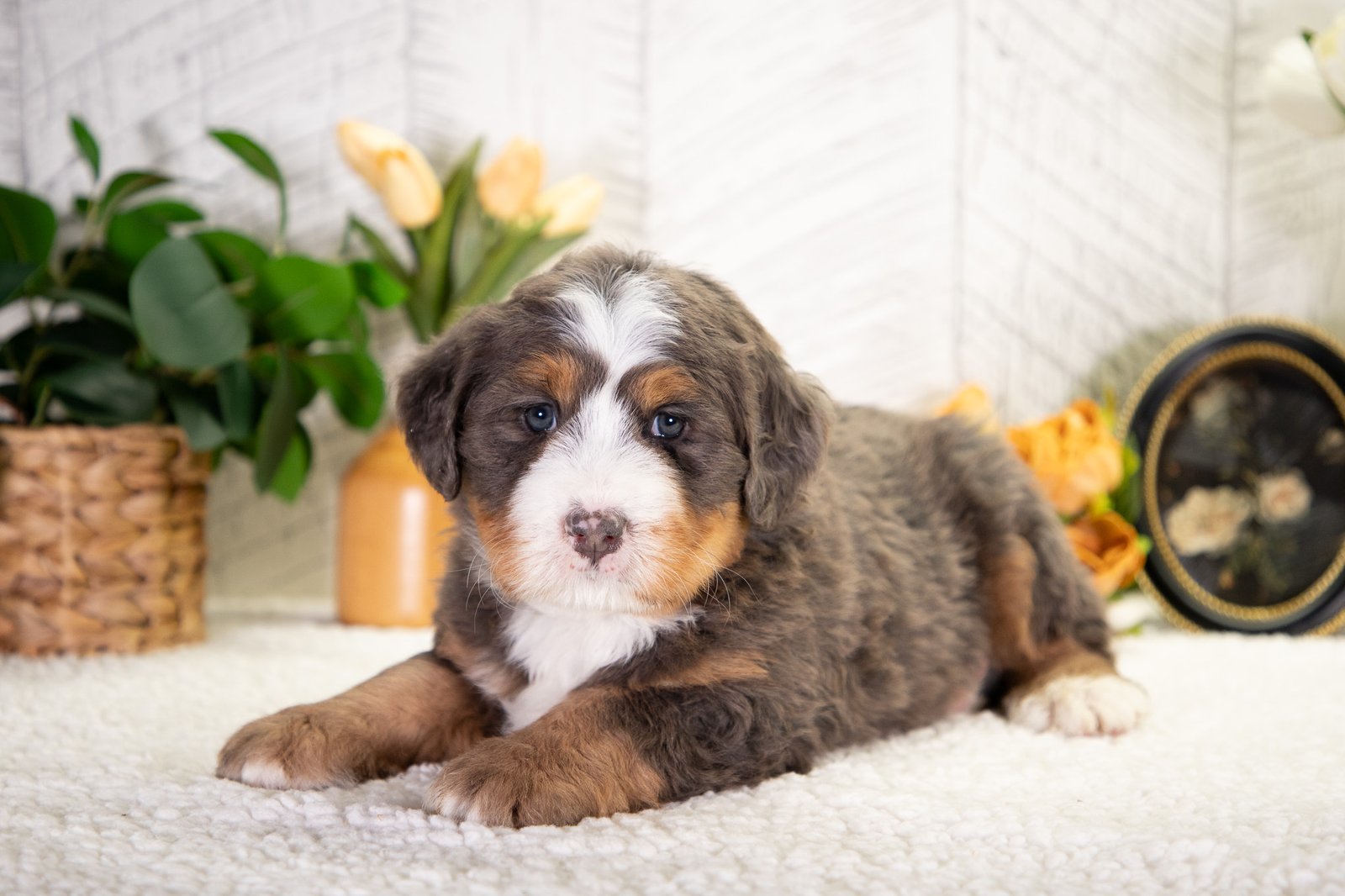 Ultra Bernedoodle Fido 1