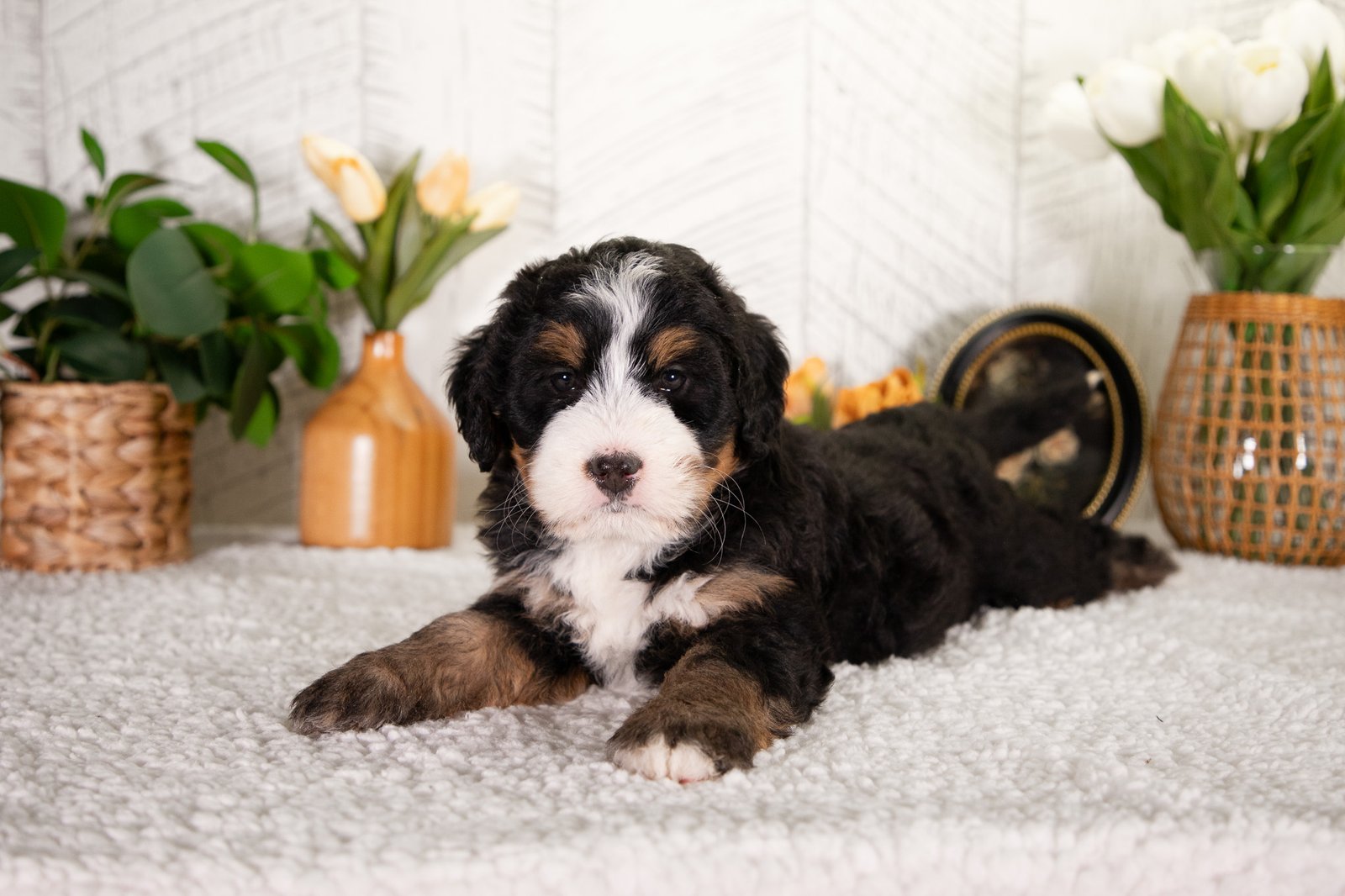 Ultra Bernedoodle Fifi 1