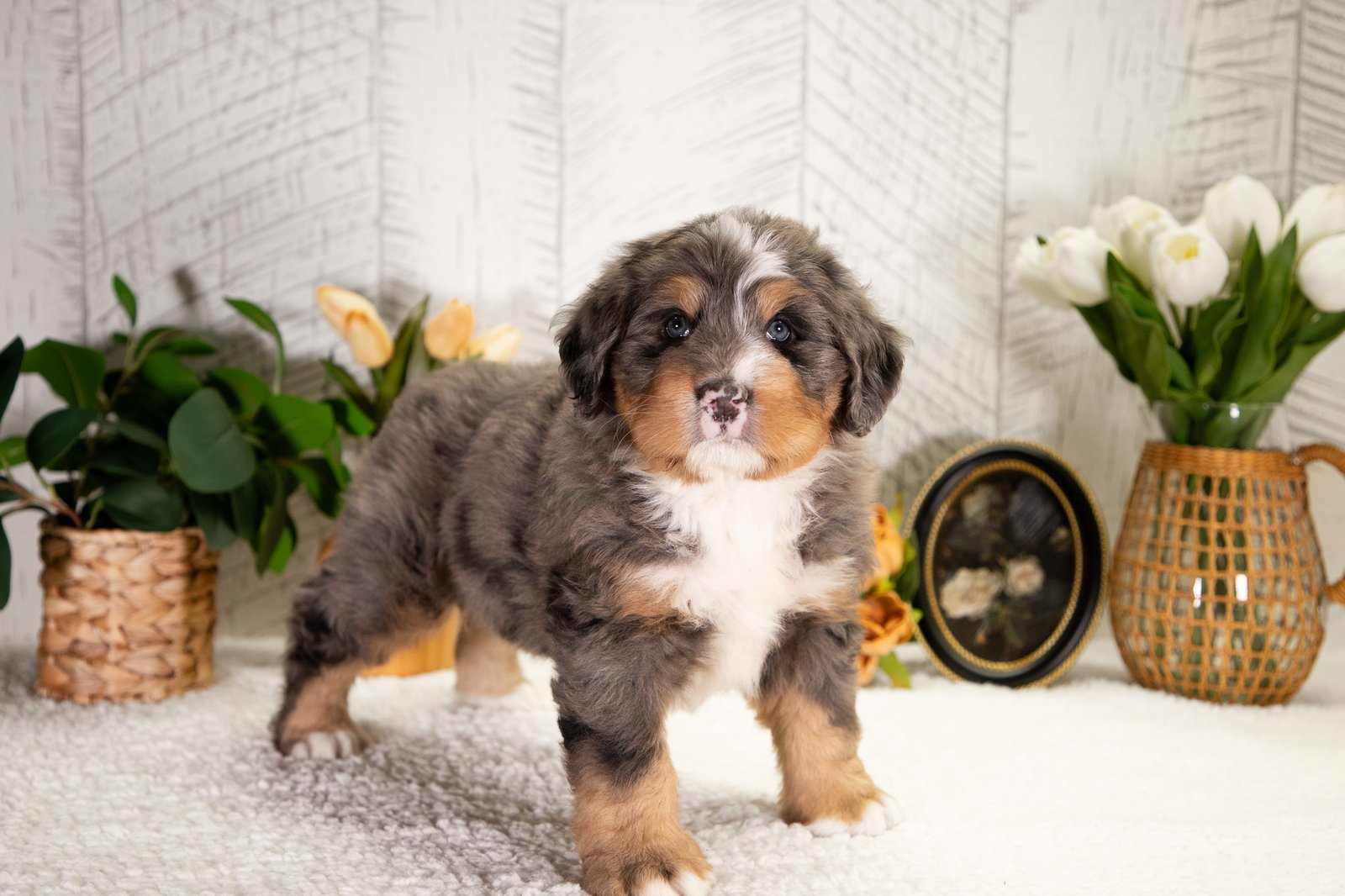 Ultra Bernedoodle Freddie 2