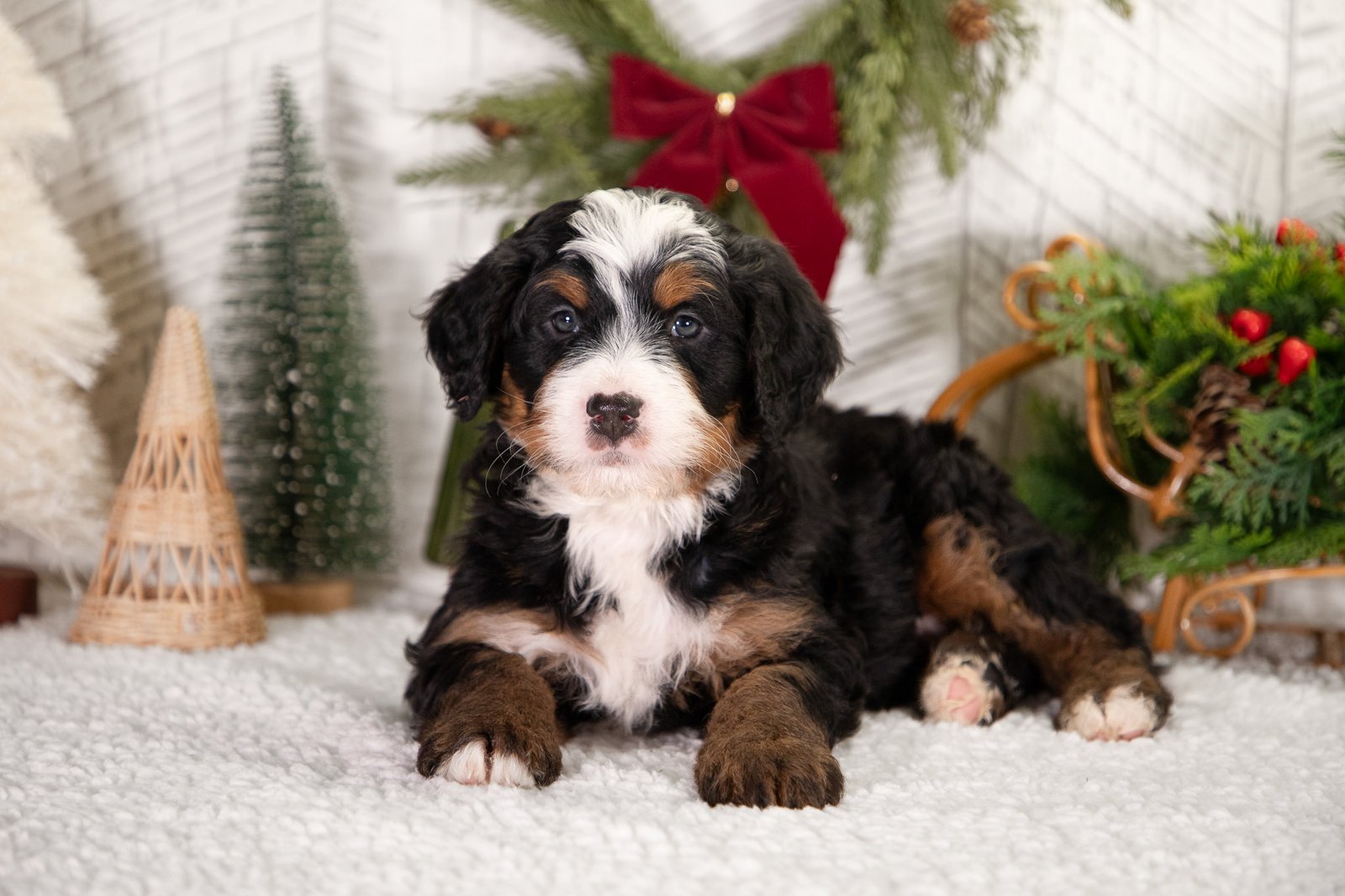 Ultra Bernedoodle puppy Barnie from Hoosier Canines
