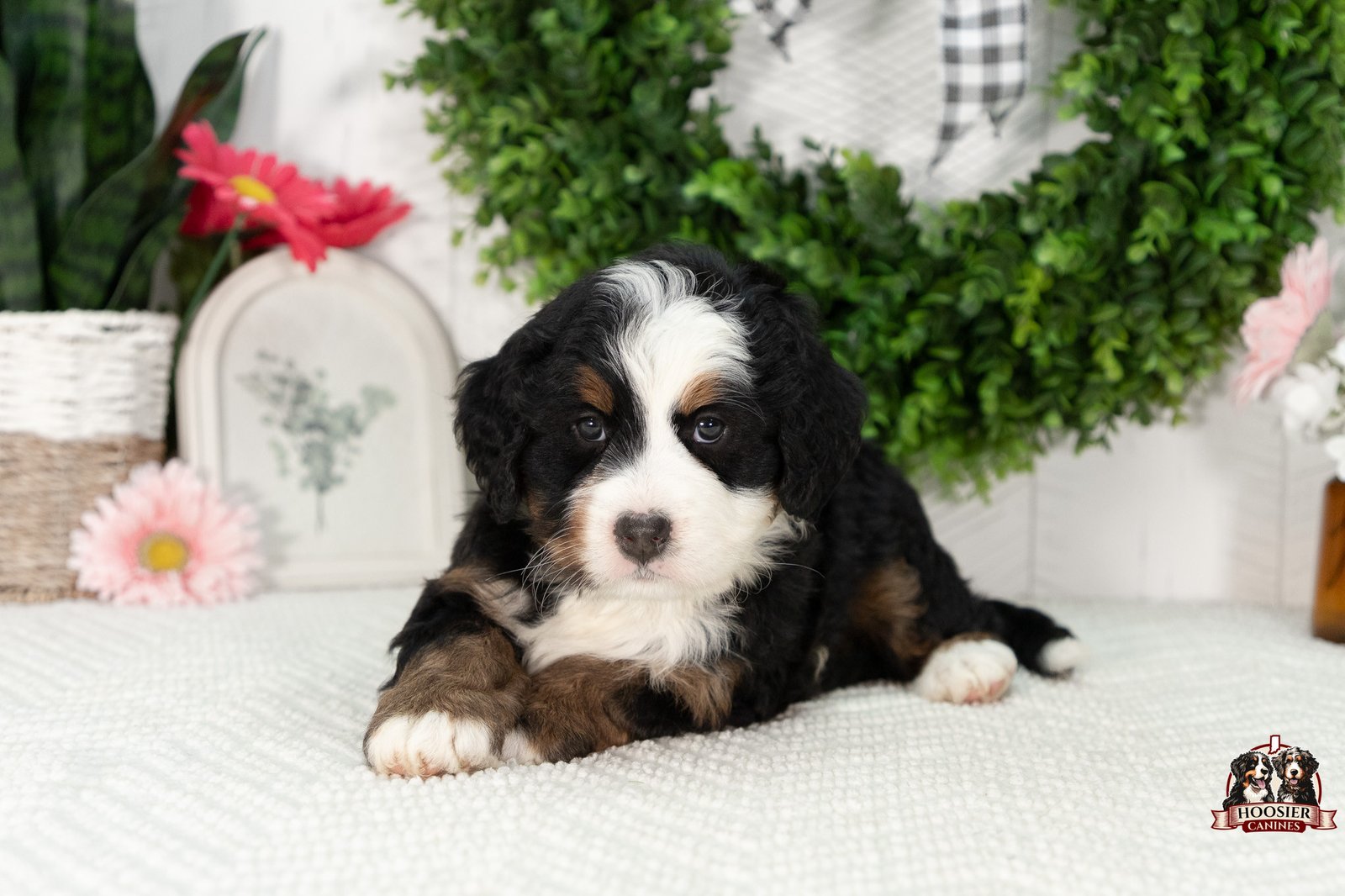 Ultra Bernedoodle Puppy Gabby 2
