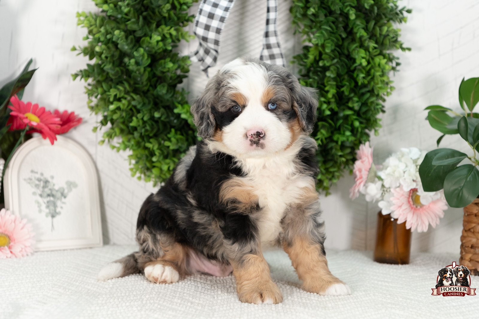 Ultra Bernedoodle Puppy Gabriel 6