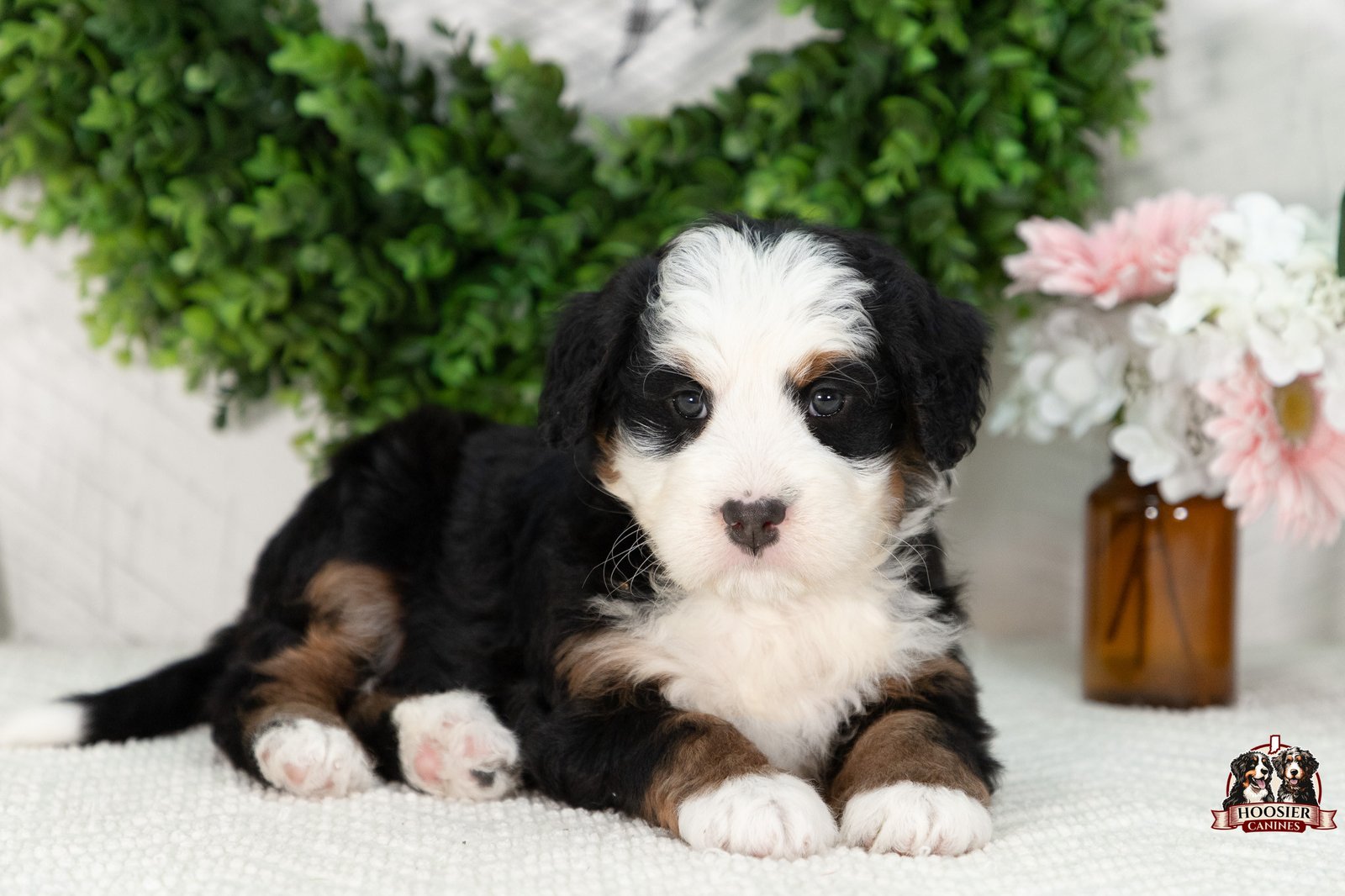 Ultra Bernedoodle Puppy Girl 4