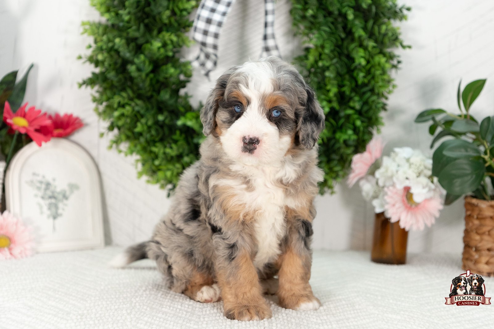 Ultra Bernedoodle Puppy Gloria 5