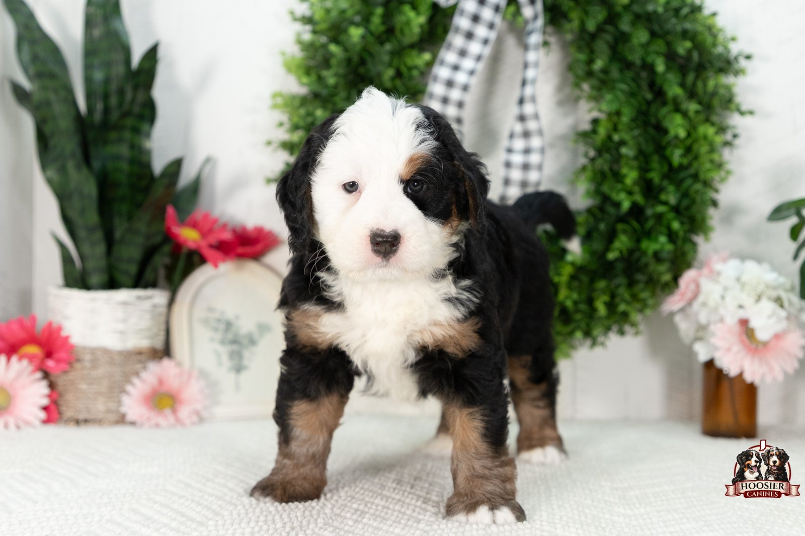 Ultra Bernedoodle Puppy Grace 6