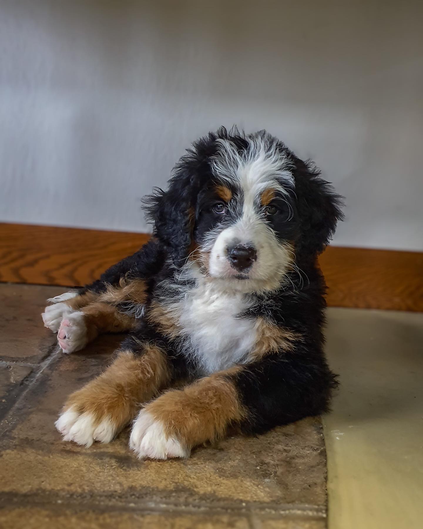 Cute Mini Bernedoodle puppy from Hoosier Canines with a unique phantom coat, posing playfully in a garden setting