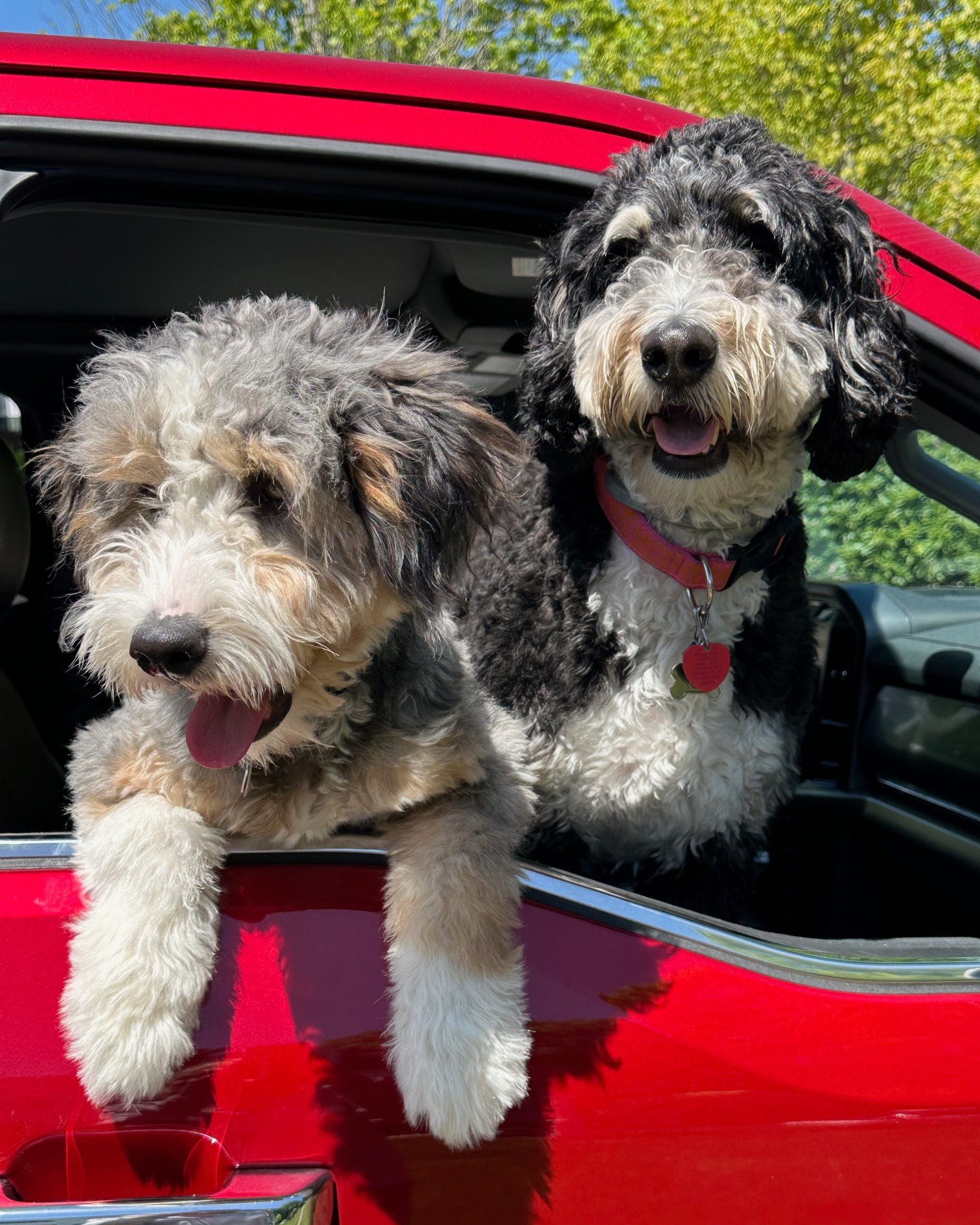 A Bernedoodle puppy in mid-play, capturing the breed's playful spirit and fluffy appearance