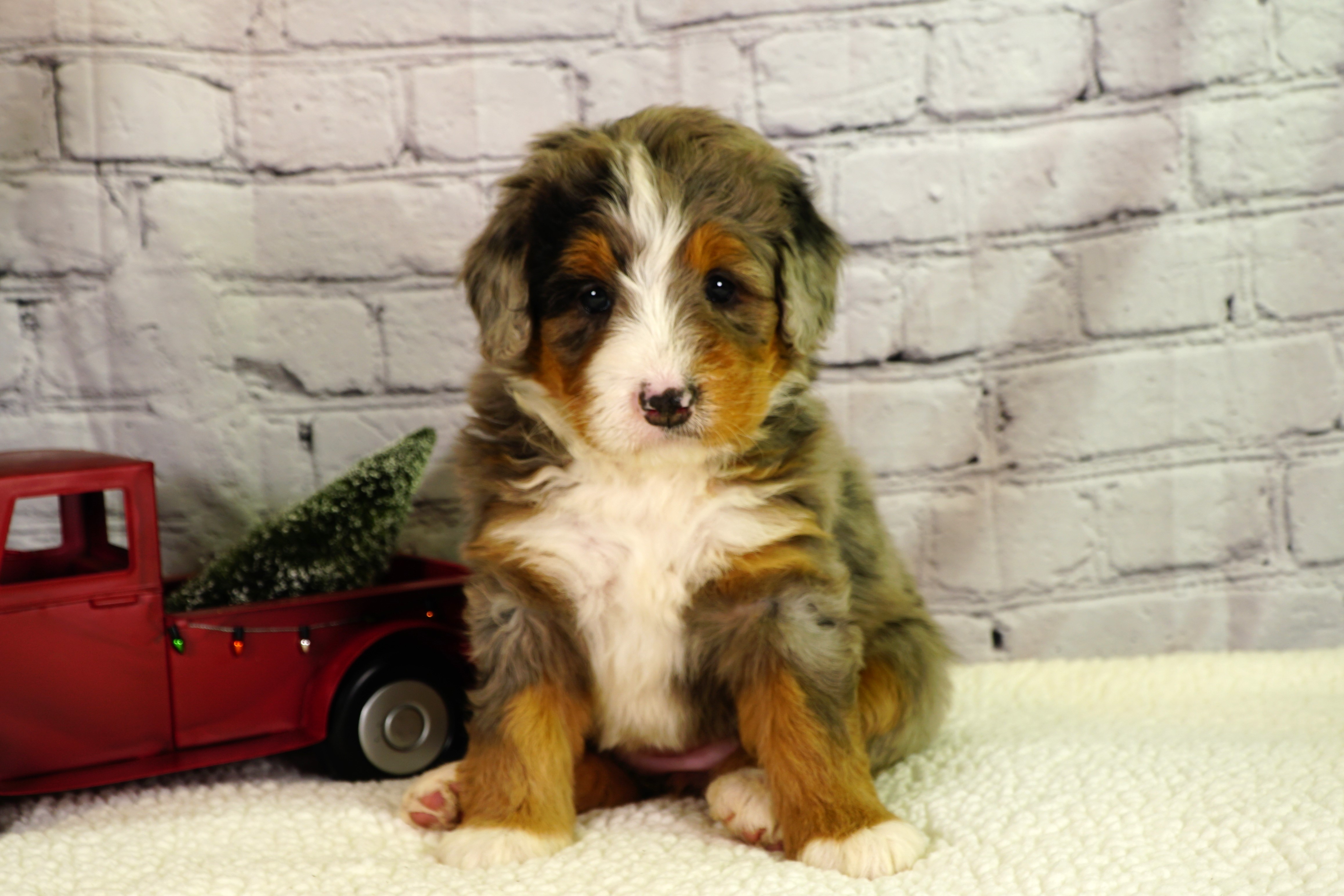 Adorable F1B Mini Bernedoodle puppy from Hoosier Canines perched in a colorful autumn landscape in Indianapolis, perfect for families seeking a small pet.