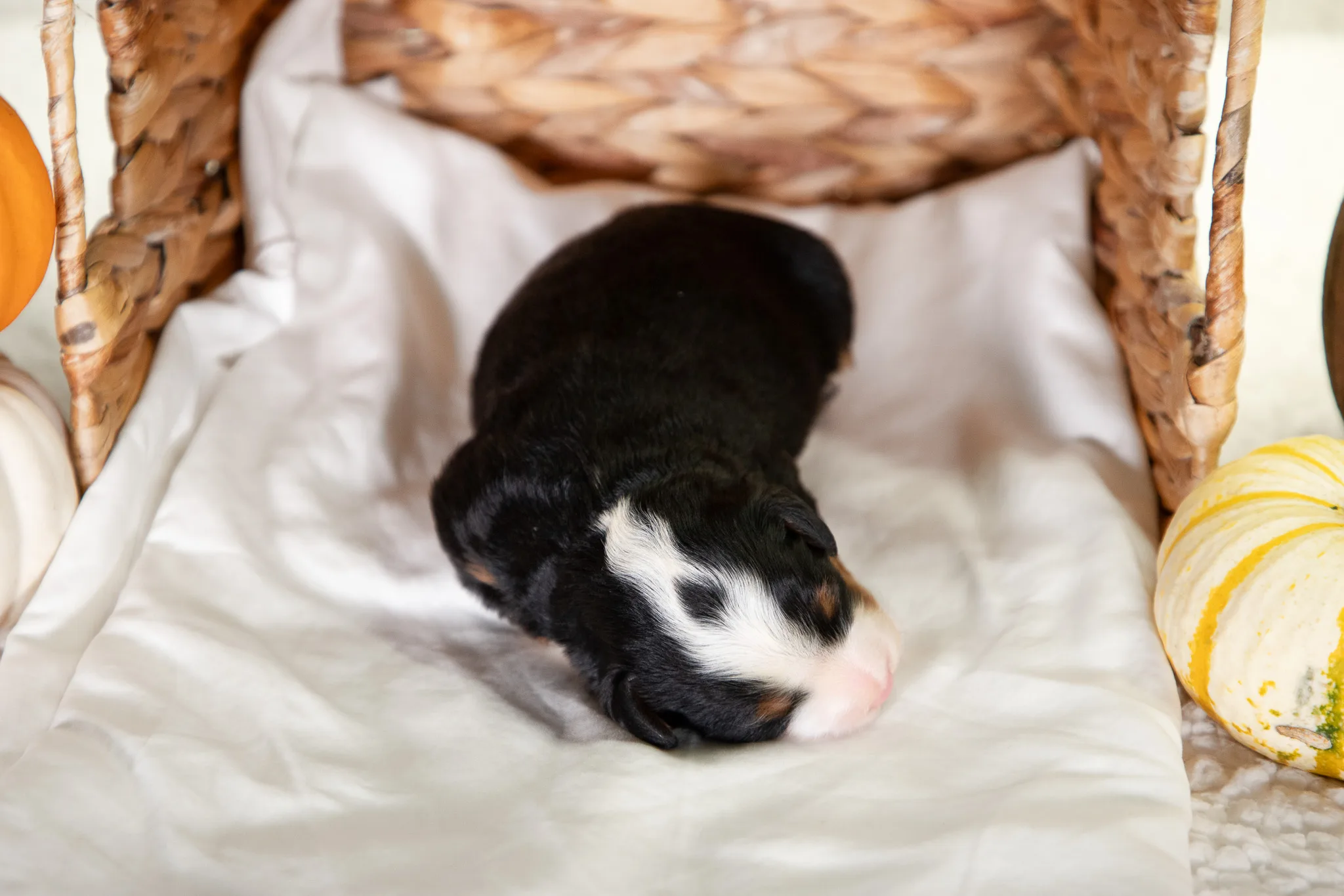 F1 Mini Bernedoodle Ann And Crimsons Litter 2
