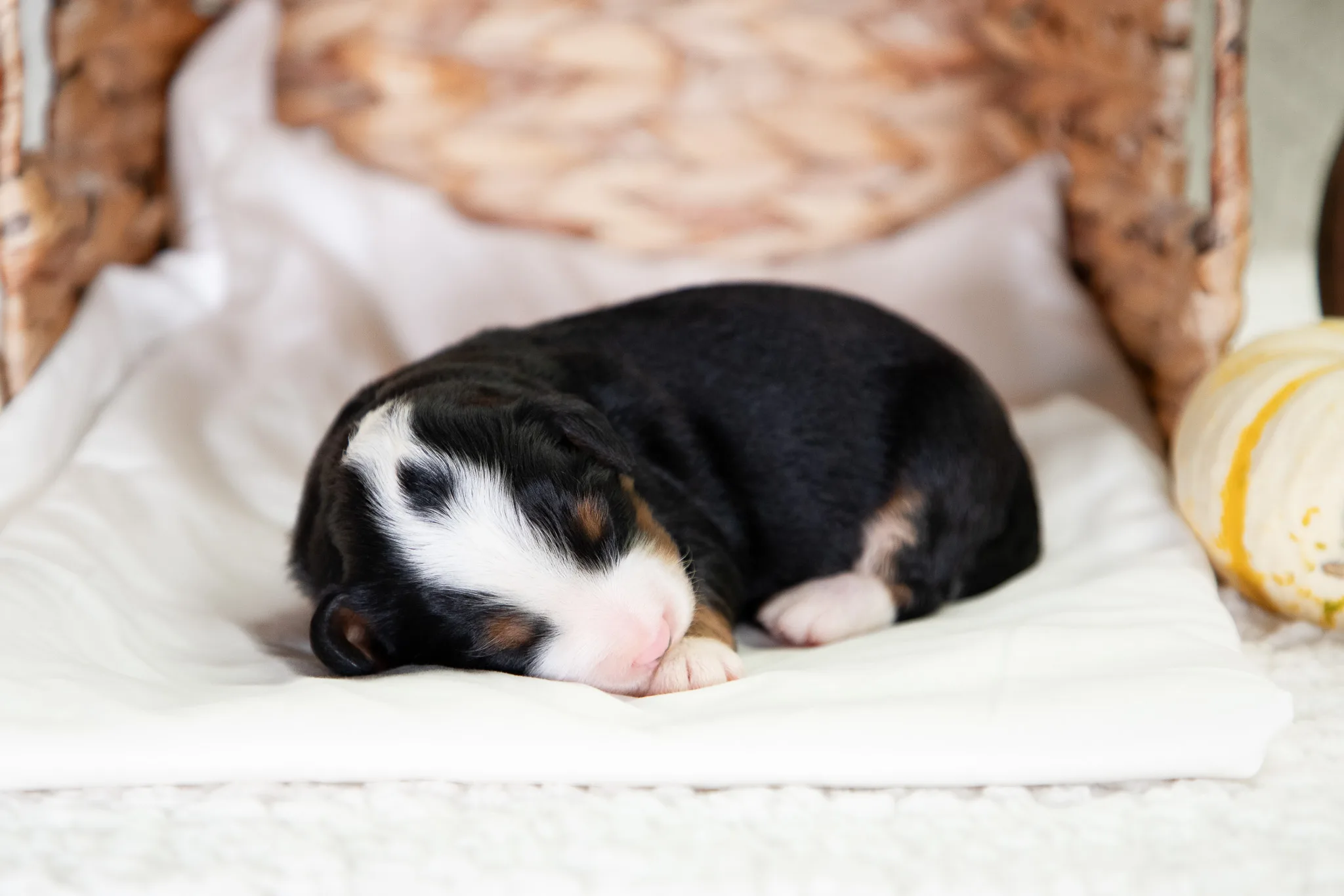 F1 Mini Bernedoodle Ann And Crimsons Litter 3
