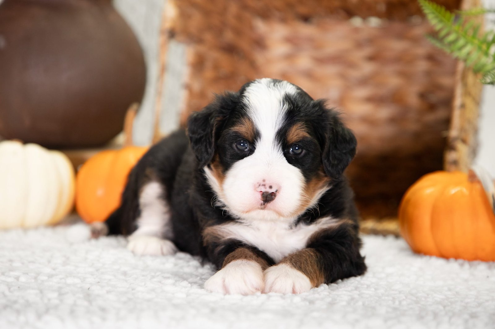 F1 Mini Bernedoodle Ann And Crimsons Litter 4 1