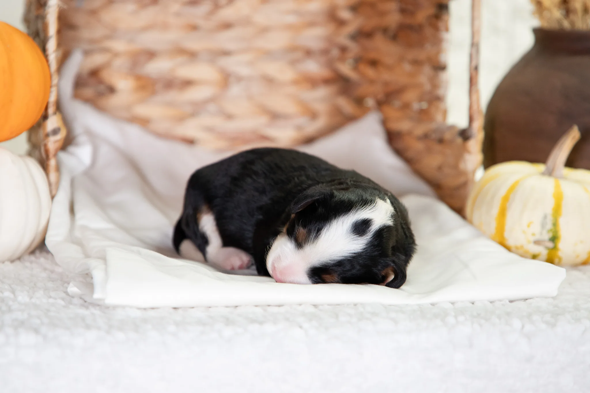 F1 Mini Bernedoodle Ann And Crimsons Litter 4