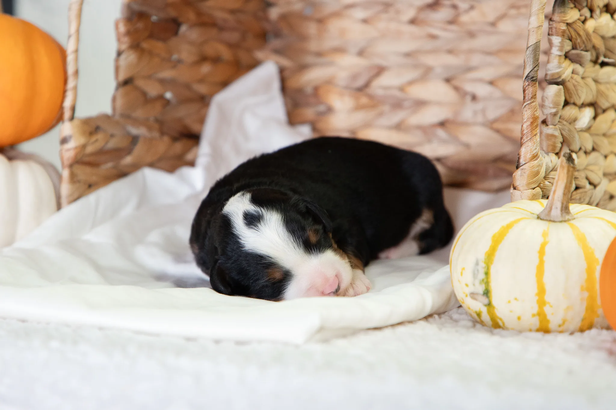 F1 Mini Bernedoodle Ann And Crimsons Litter