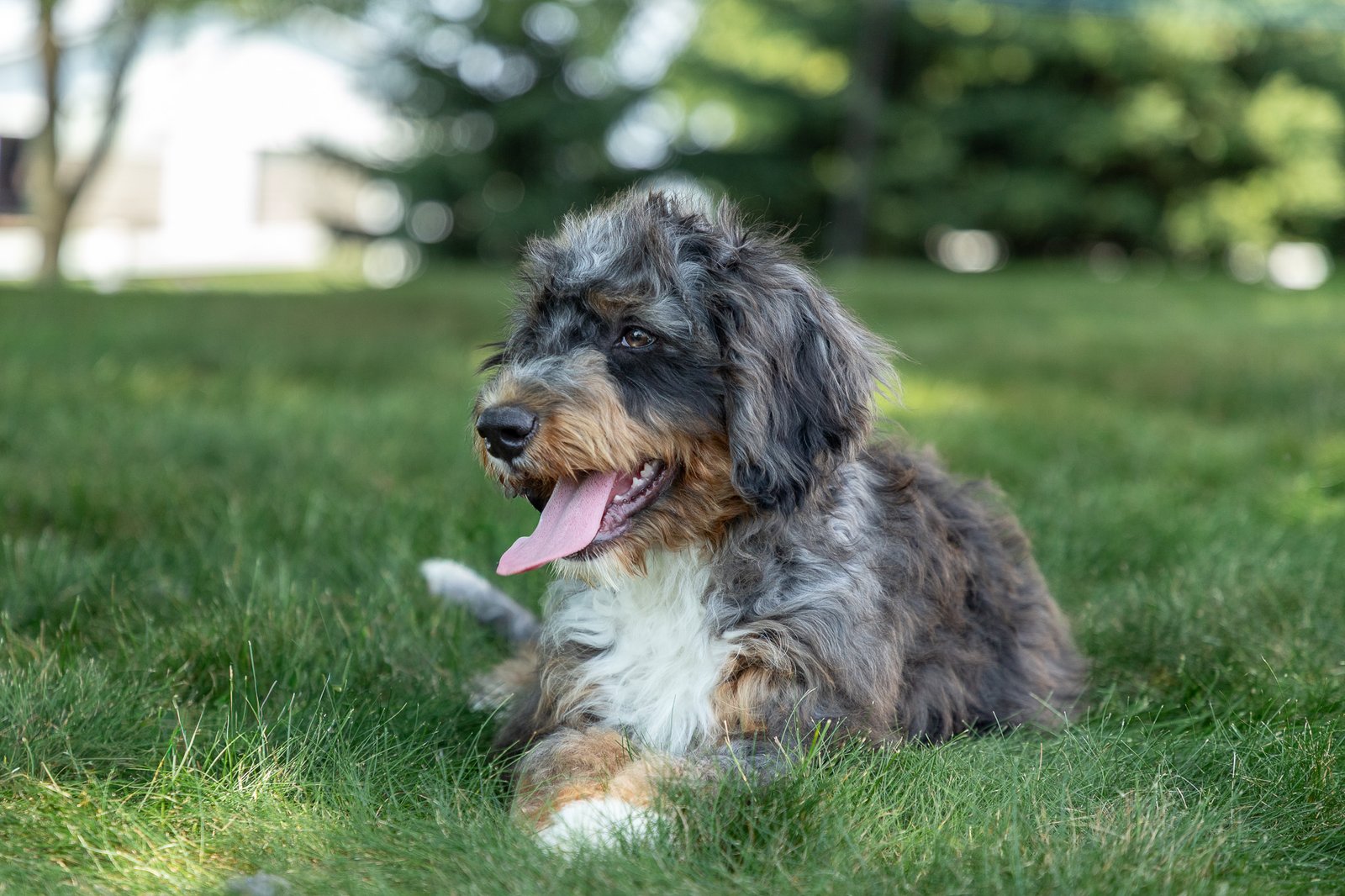 F1 Standard Bernedoodle Puppy Hadassah 2 2