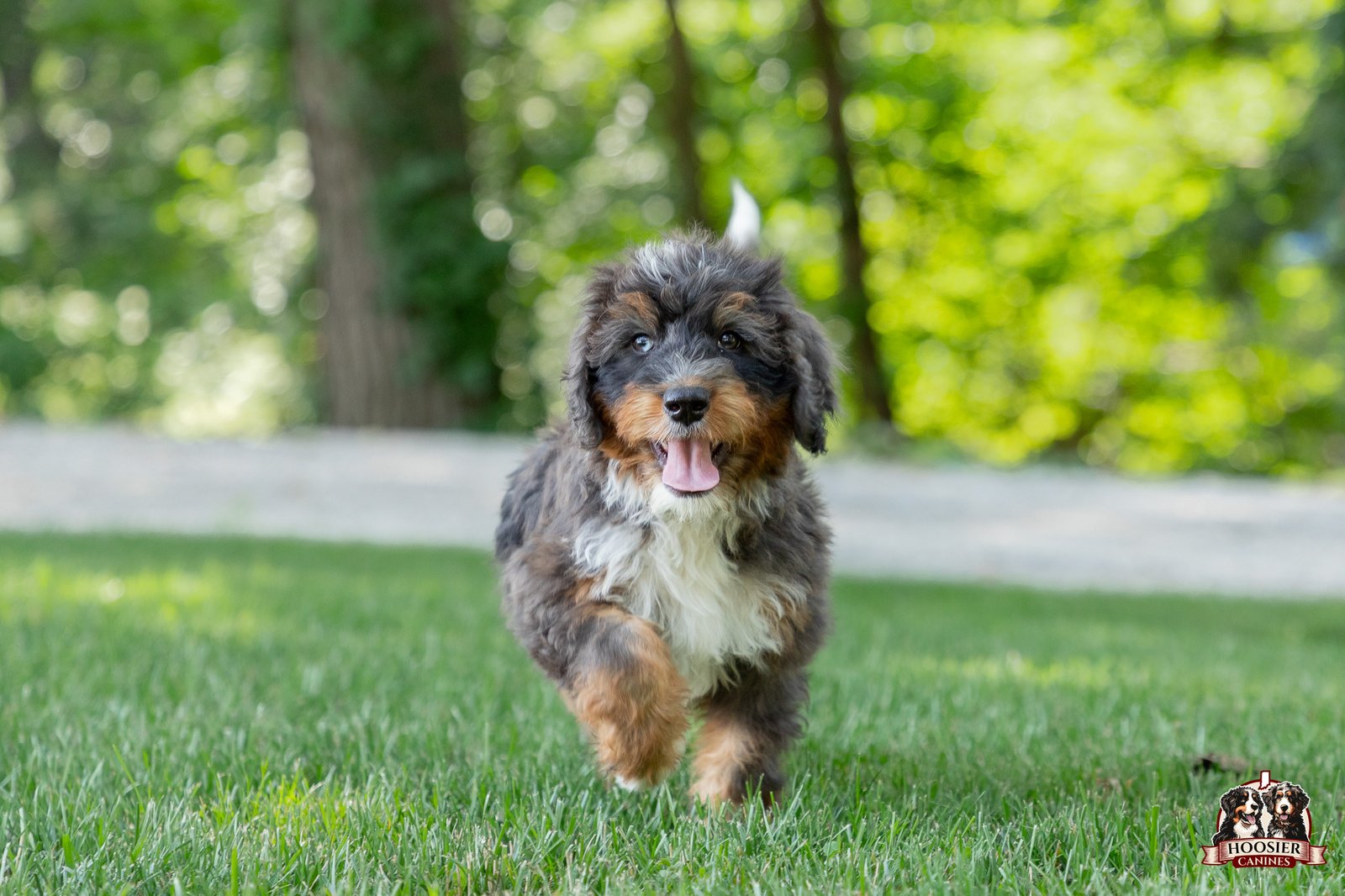F1 Standard Bernedoodle Puppy Hadassah 5 1
