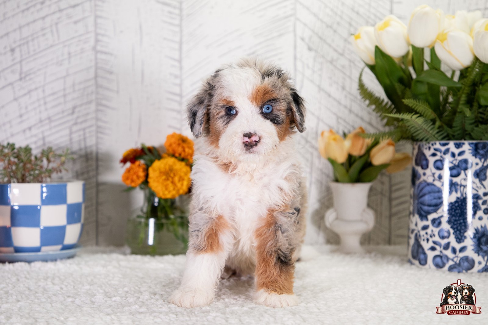 F1 Standard Bernedoodle Puppy Hailey 4