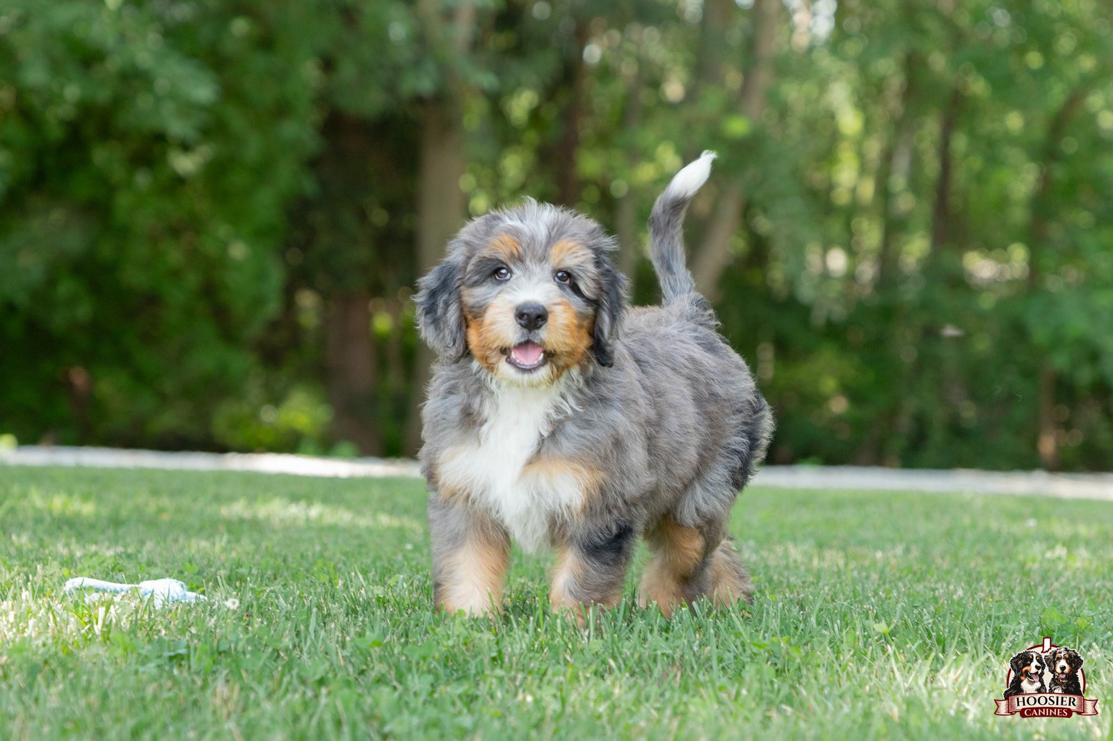 F1 Standard Bernedoodle Puppy Heather 3 2