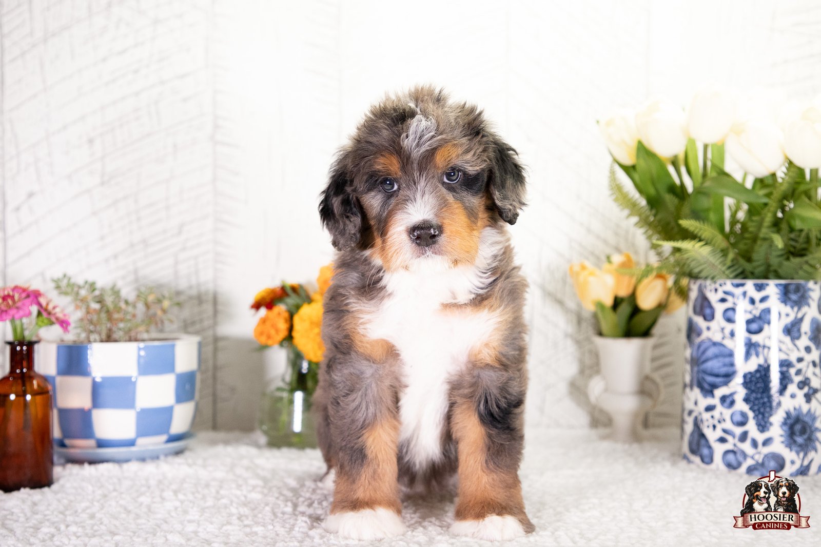 F1 Standard Bernedoodle Puppy Heather 4