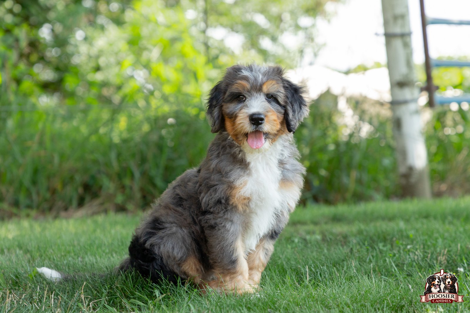 F1 Standard Bernedoodle Puppy Heather 7 1