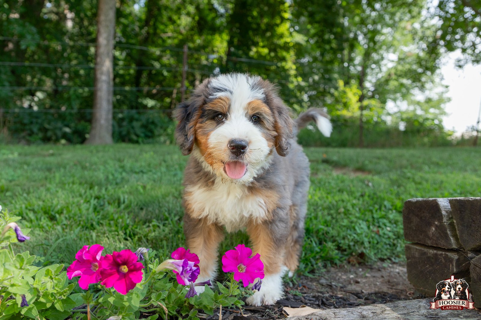 F1 Standard Bernedoodle Puppy Heidi 7