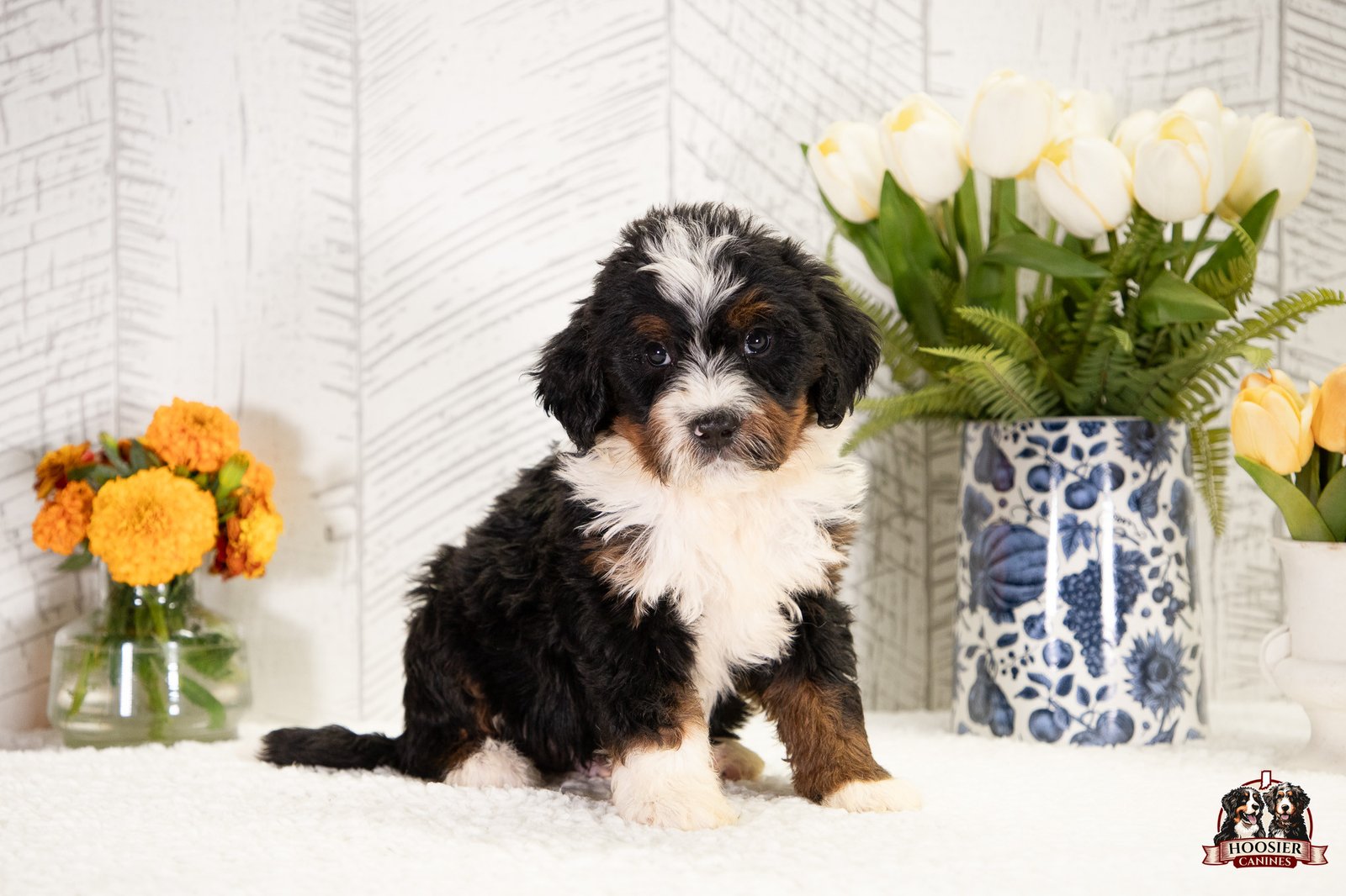 F1 Standard Bernedoodle Puppy Henry 5