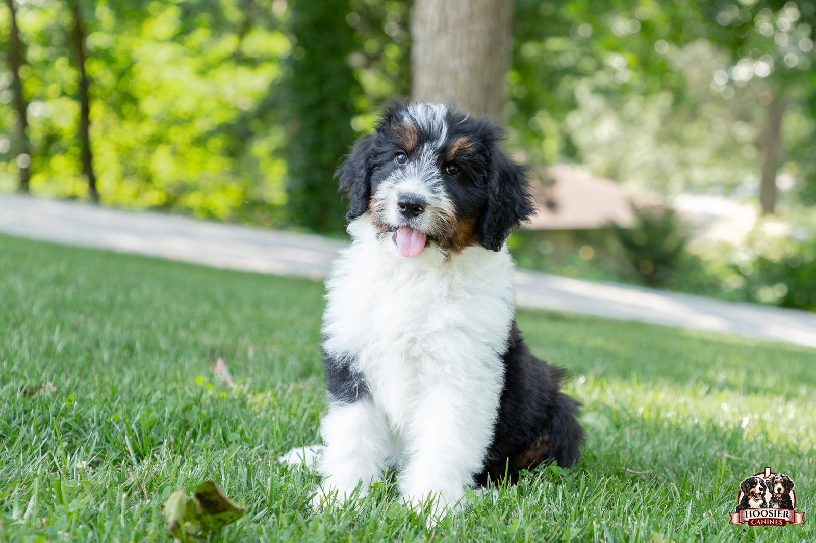 F1 Standard Bernedoodle Puppy Holly 2 1