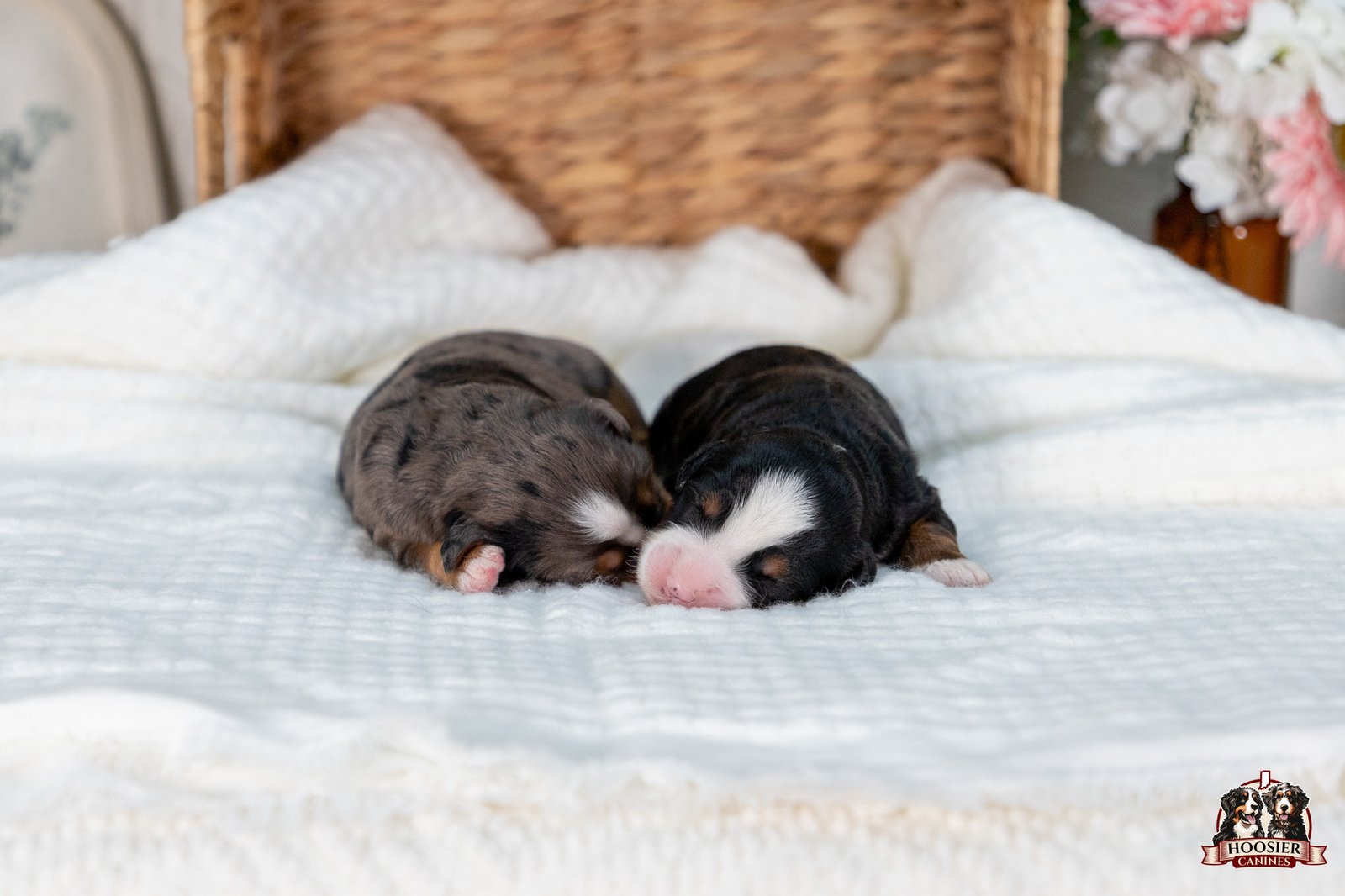 Female Multi Gen Mini Bernedoodles Penny And Teddys Litter 148