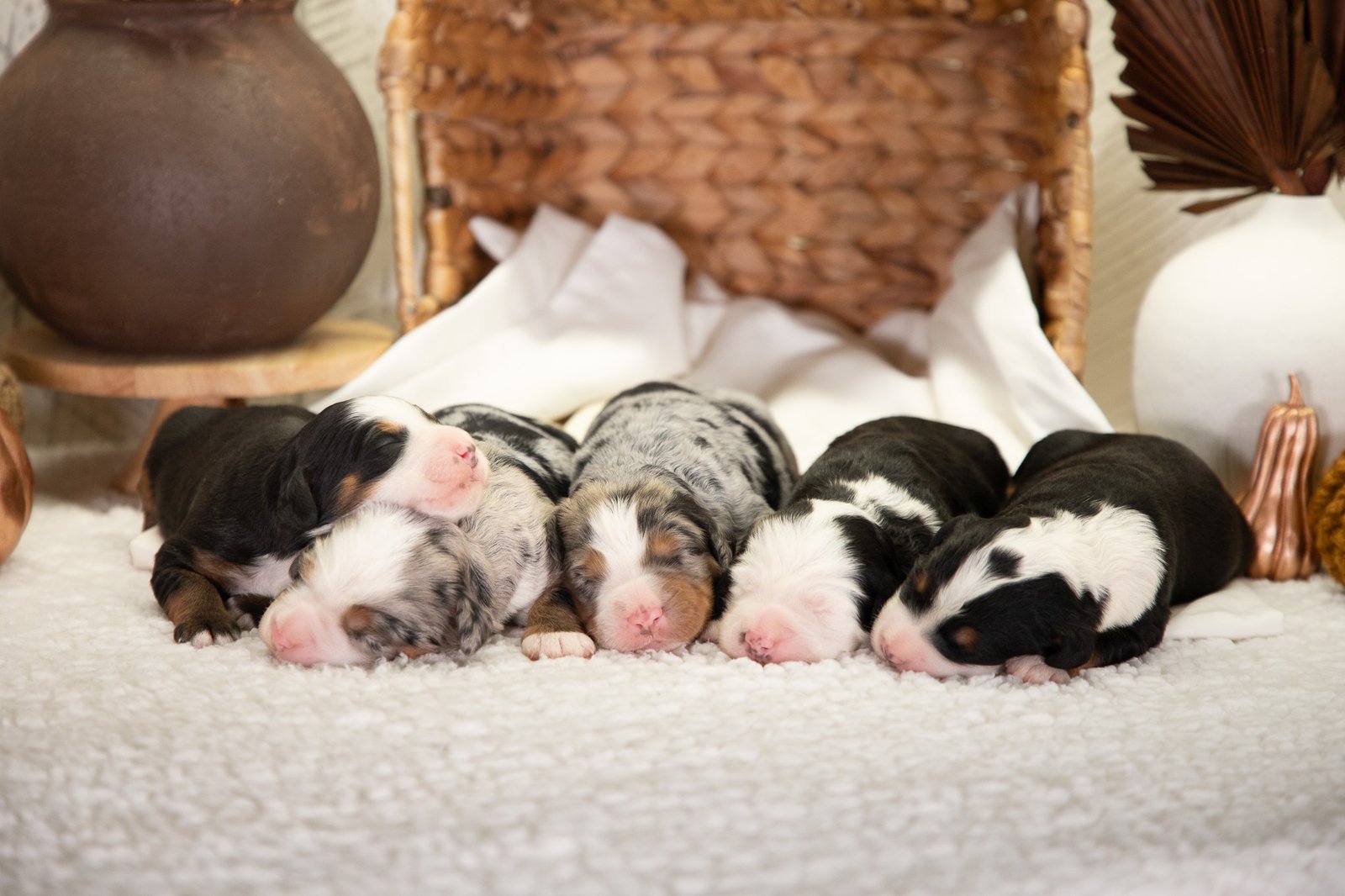 Female Ultra Bernedoodle Allie And Mrcocoas Litter