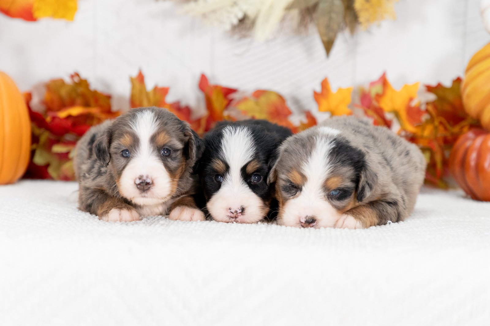 Female Ultra Bernedoodles Sasha And Teddys Litter 1 3