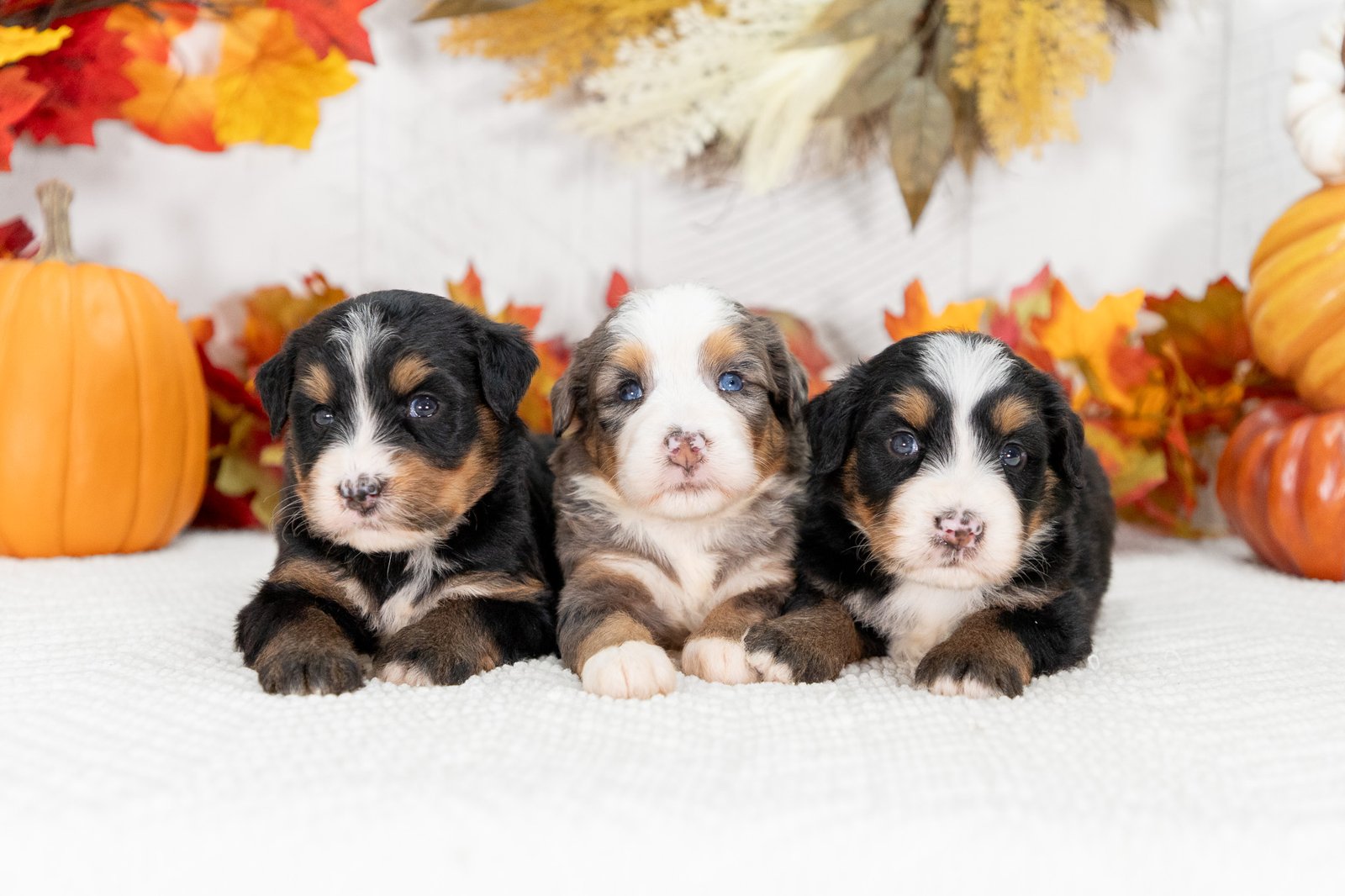 Female Ultra Bernedoodles Sasha And Teddys Litter 1