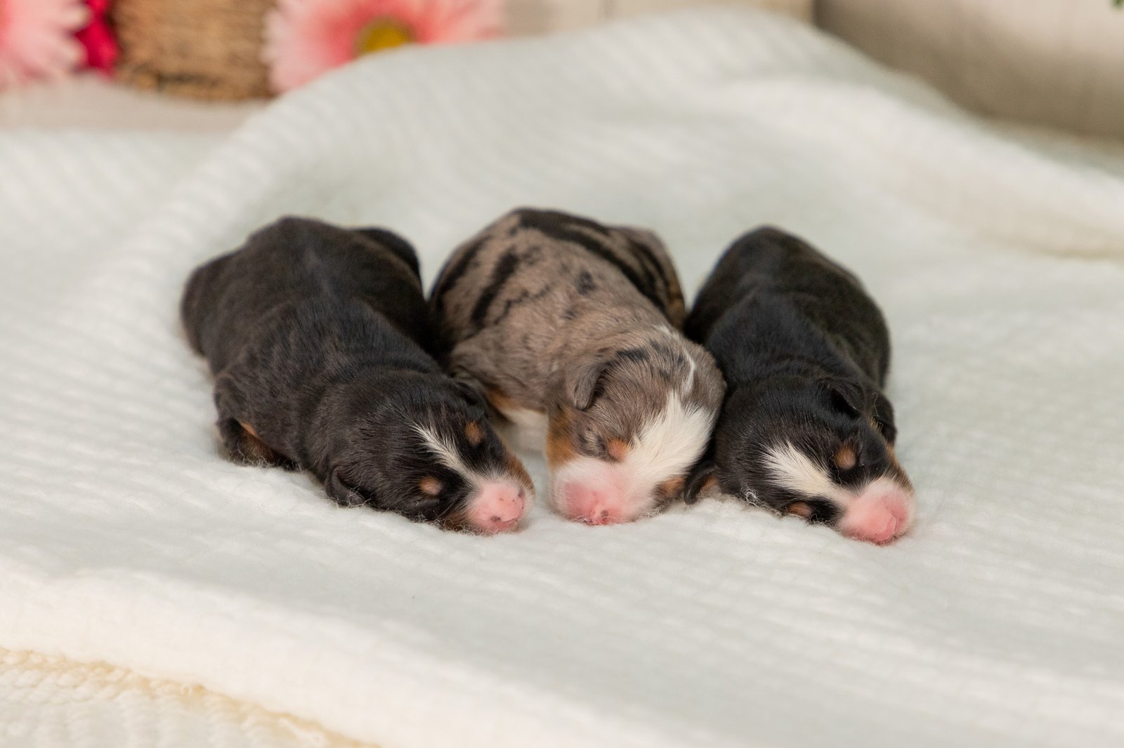 Female Ultra Bernedoodles Sasha And Teddys Litter 4
