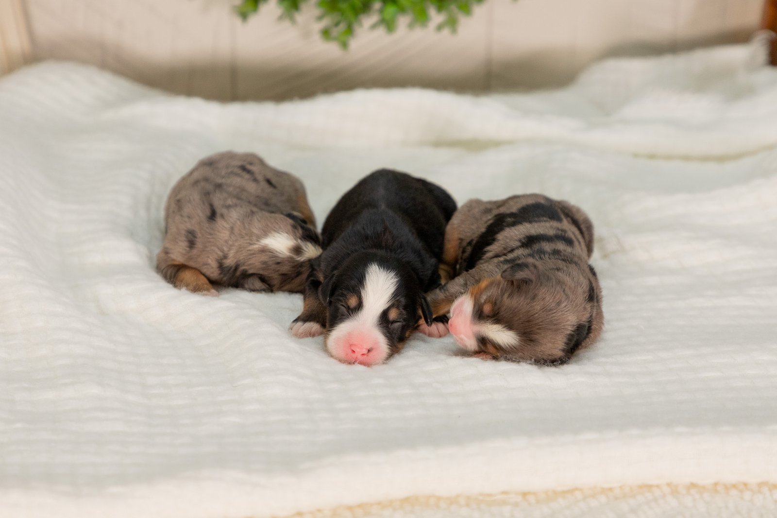 Female Ultra Bernedoodles Sasha And Teddys Litter 5