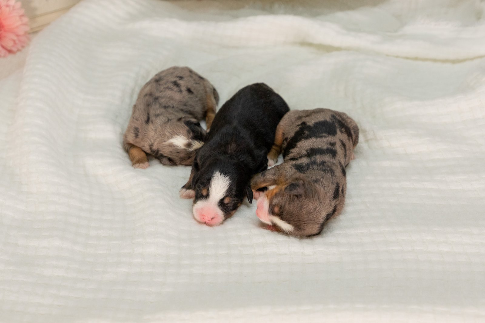 Female-Ultra-Bernedoodles-Sasha-And-Teddys-Litter-6-1.Jpg