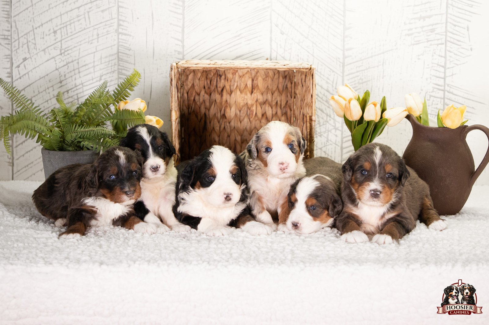 Females F1 Standard Bernedoodles Lexi And Knox 2