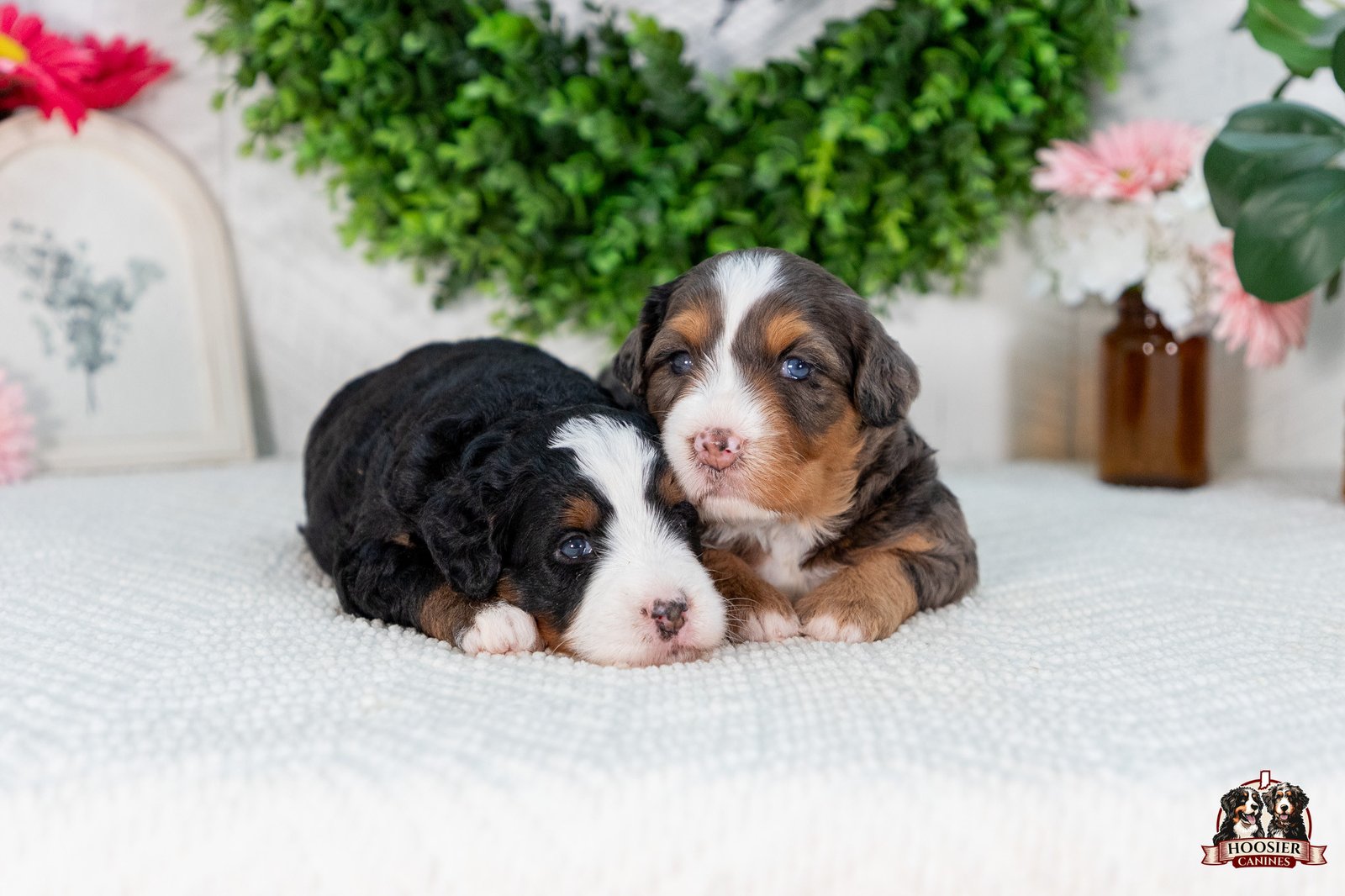 Females Multi Gen Mini Bernedoodles Penny And Teddys Litter 3