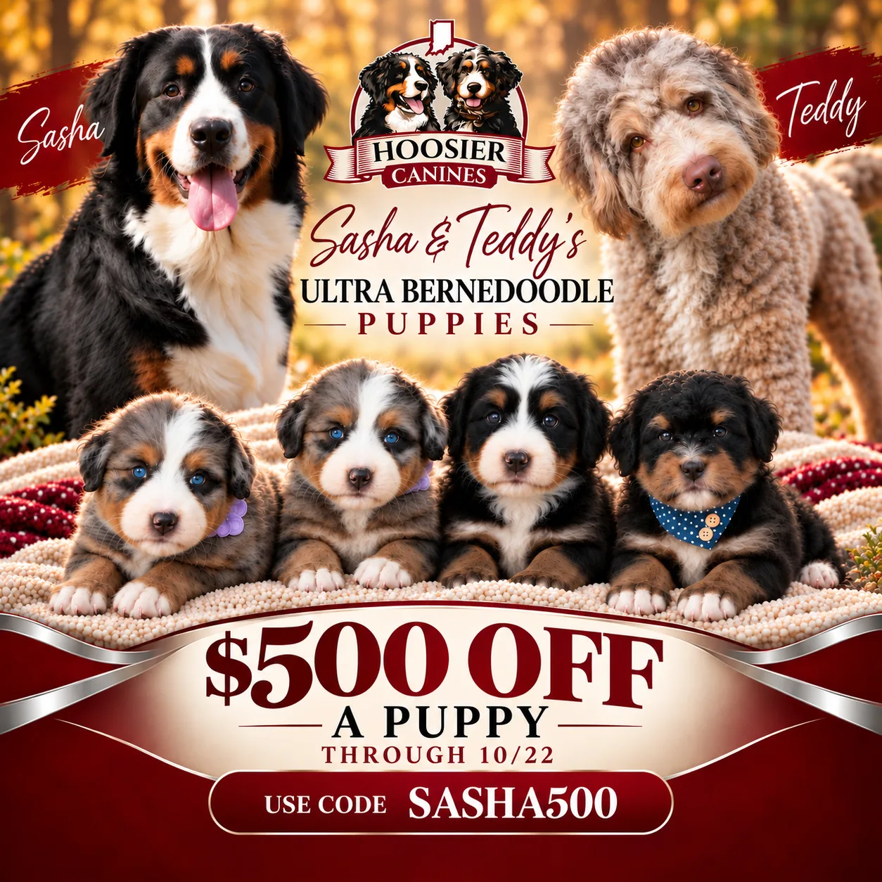 Promotional graphic for Hoosier Canines featuring Sasha and Teddy with four Ultra Bernedoodle puppies and text offering $500 off a puppy through 10/22 with code SASHA500.