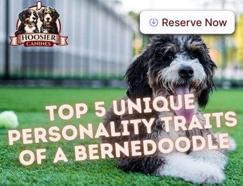 Top 5 Unique Personality Traits of a Bernedoodle