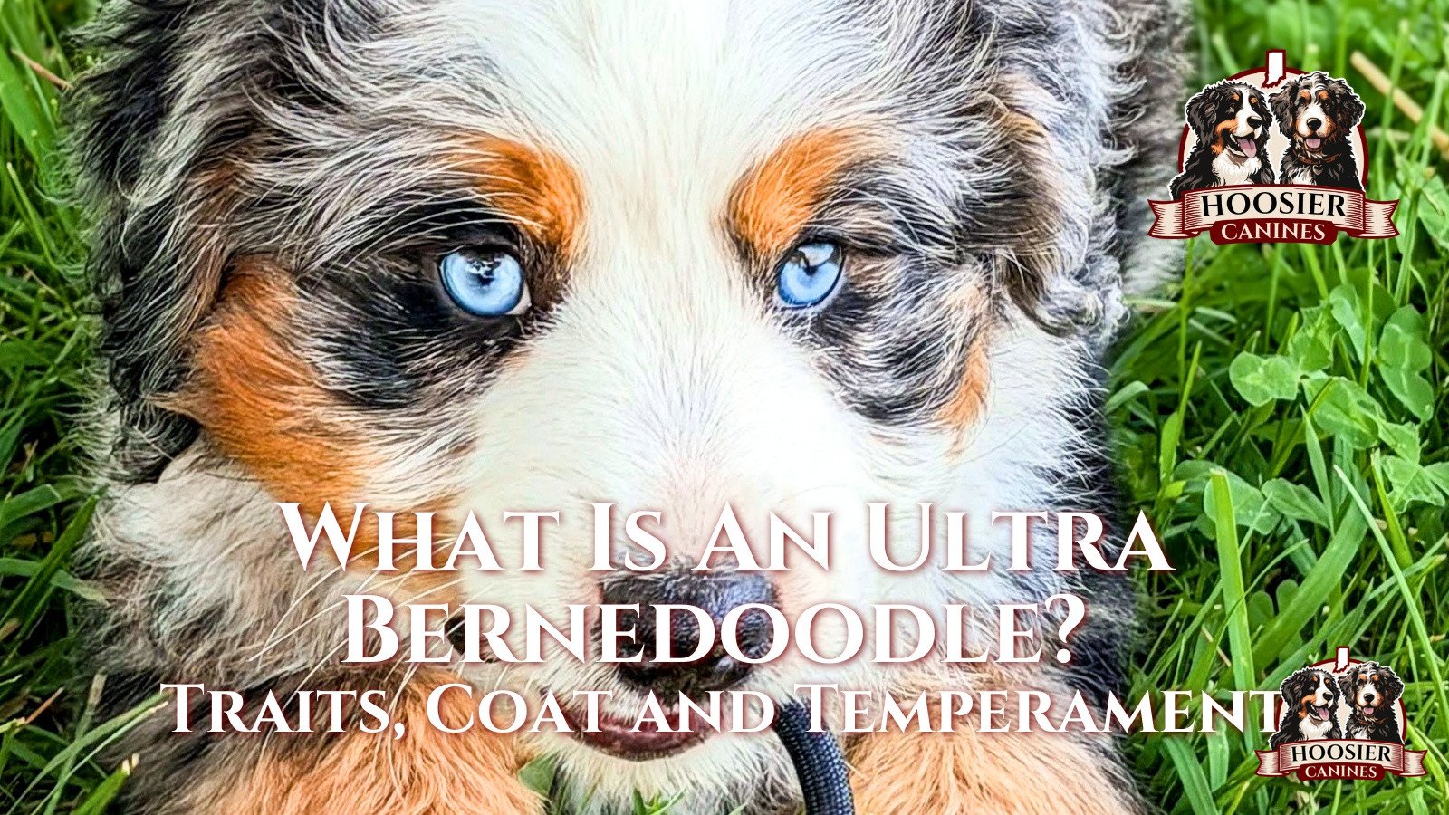 Home 5 Ultra Bernedoodle