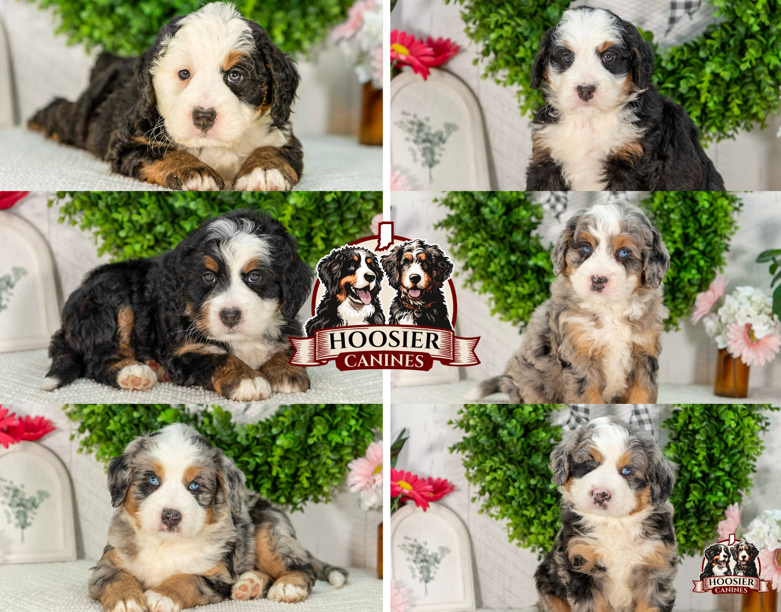 Hoosier Canines Marcy and Mr. Cocoa Bernedoodle litter