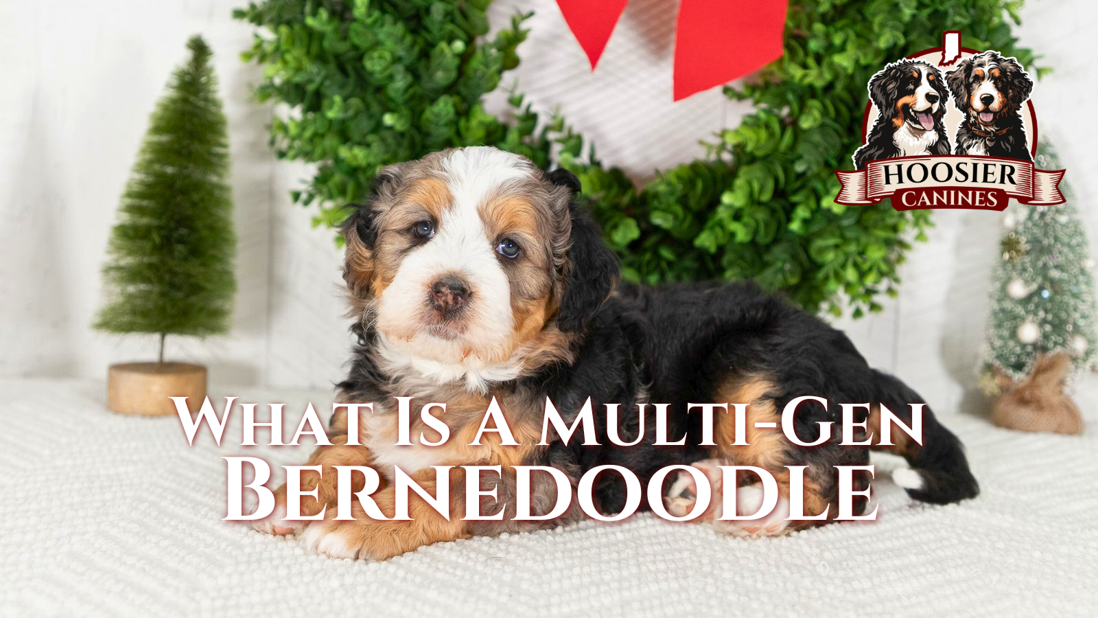 Home 5 Hoosier Canines What Is A Multi Gen Bernedoodle