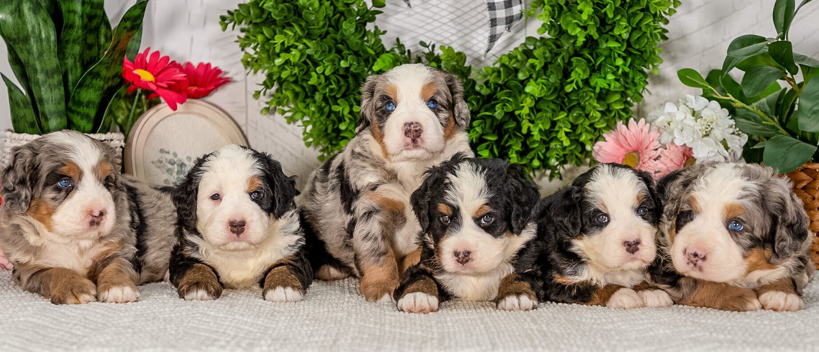 Hoosier Canines puppy ready to meet its new family
