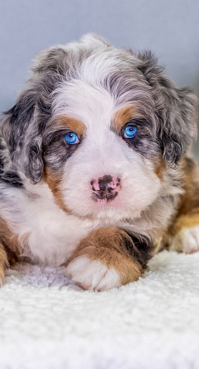Hoosier-Canines-Bernedoodle-Puppies-1-2.Jpg