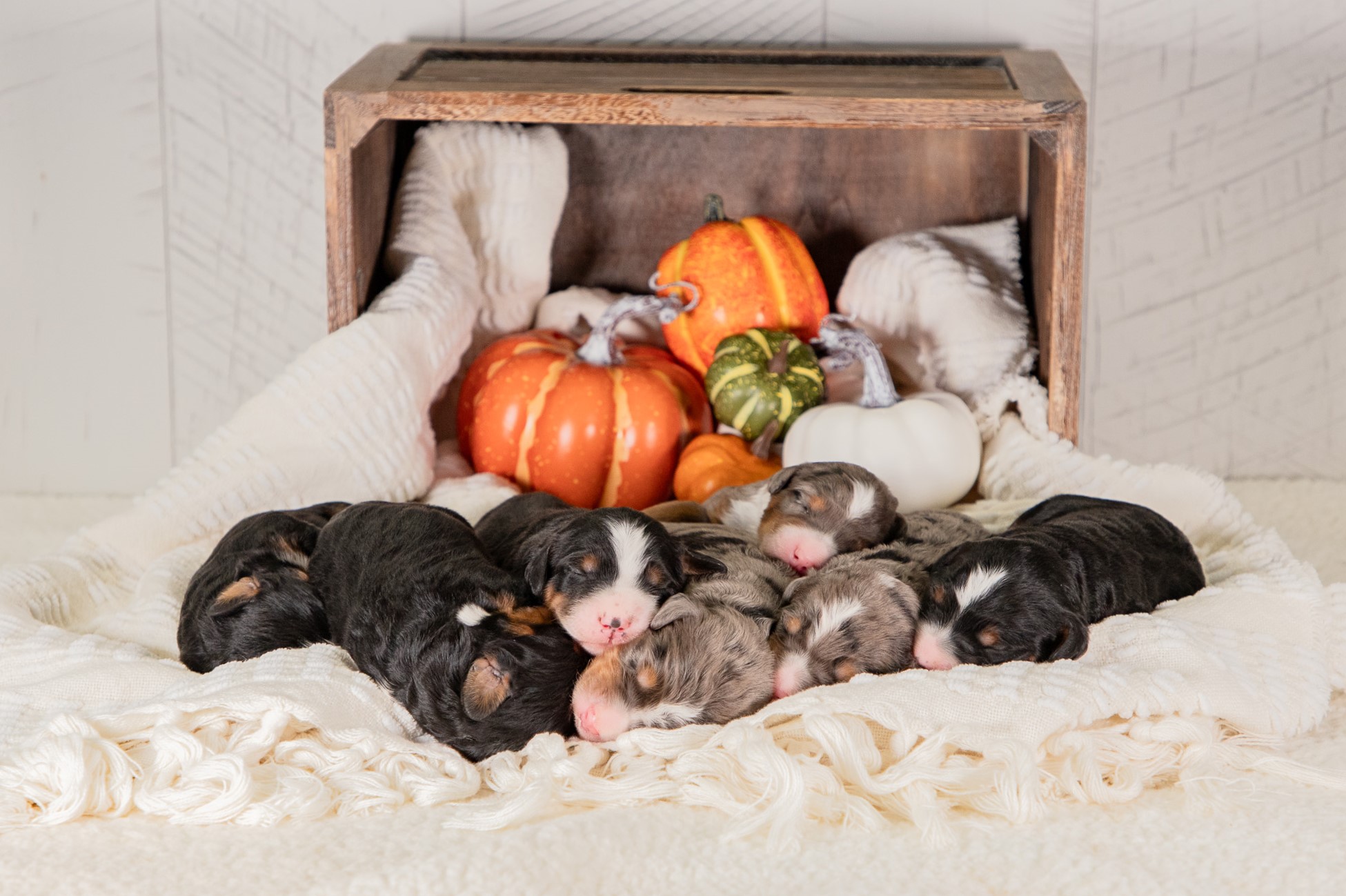 Adorable Bernedoodle puppies from Hoosier Canines enjoying their playtime in a spacious and safe outdoor area in Shipshewana, Indiana