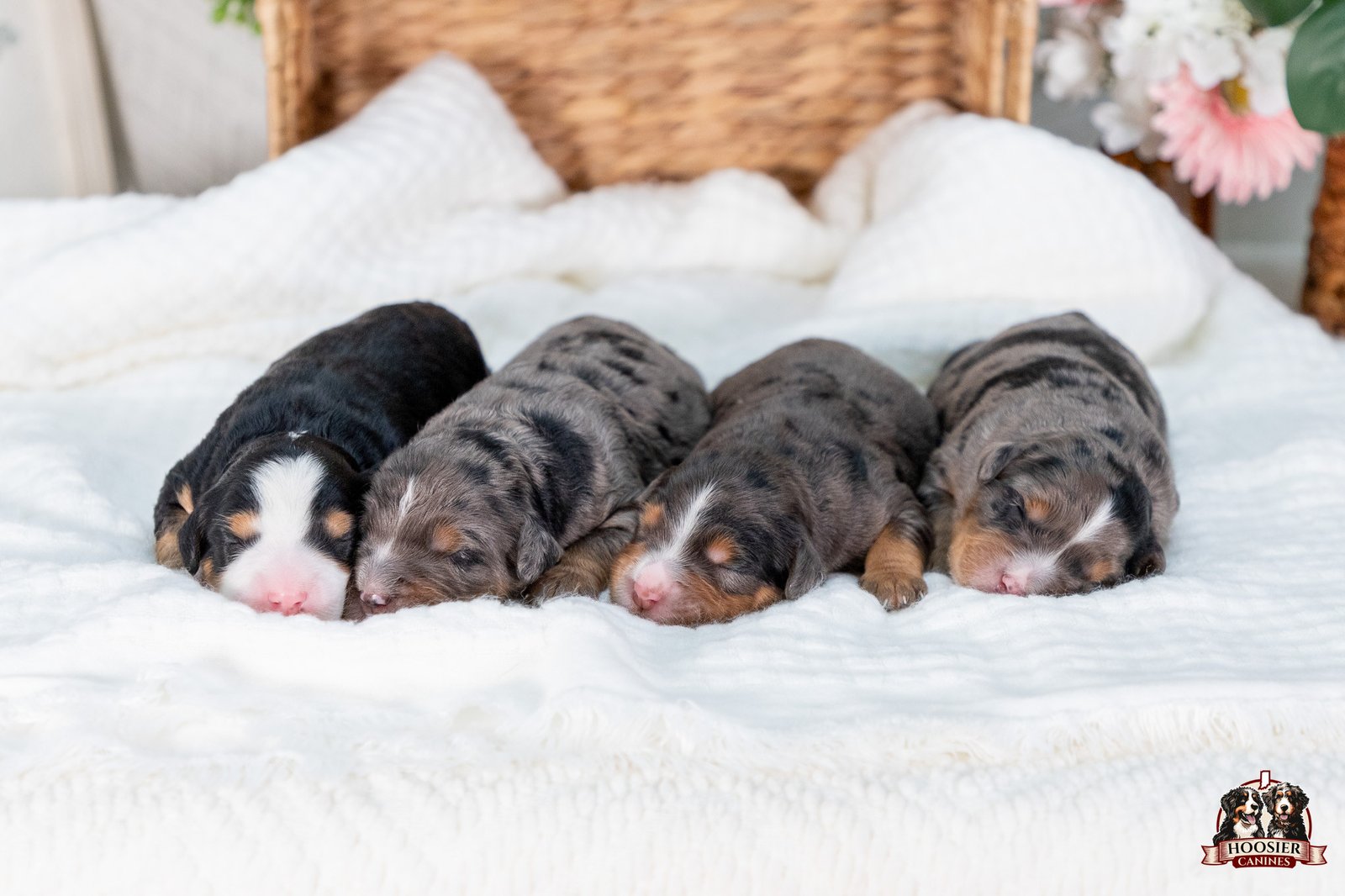 Male Multi Gen Mini Bernedoodles Penny And Teddys Litter 156