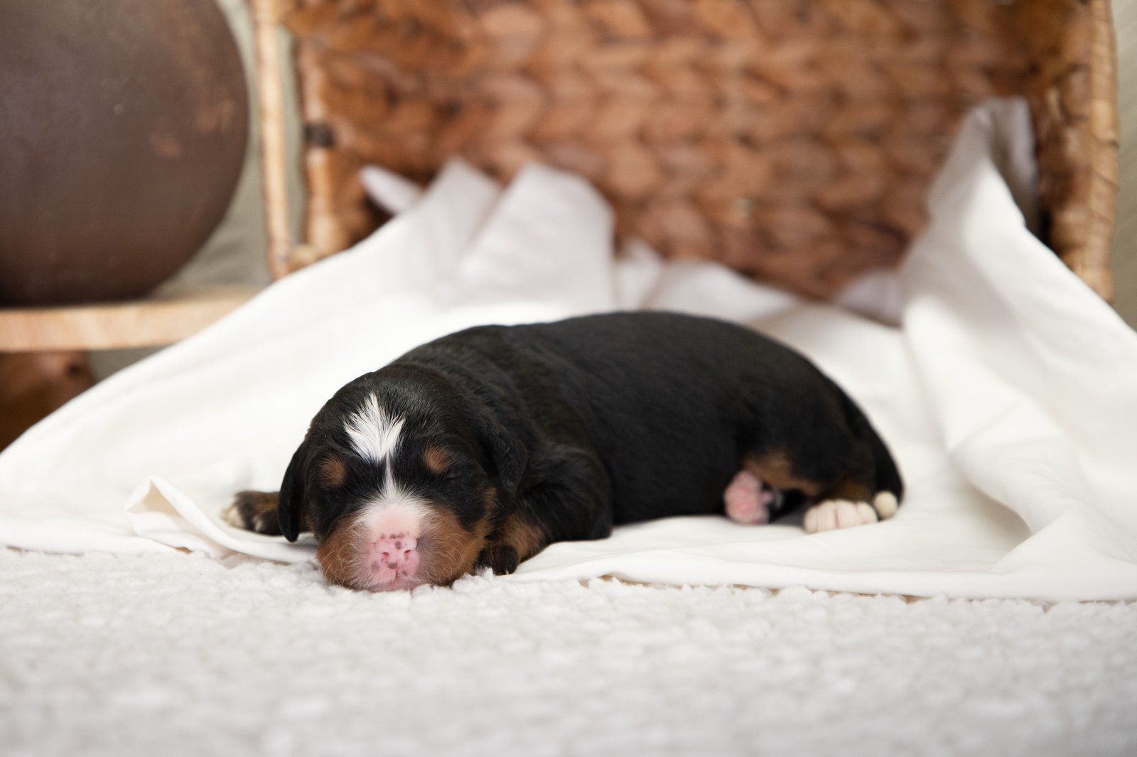 Male Ultra Bernedoodle Allie And Mrcocoas Litter 2